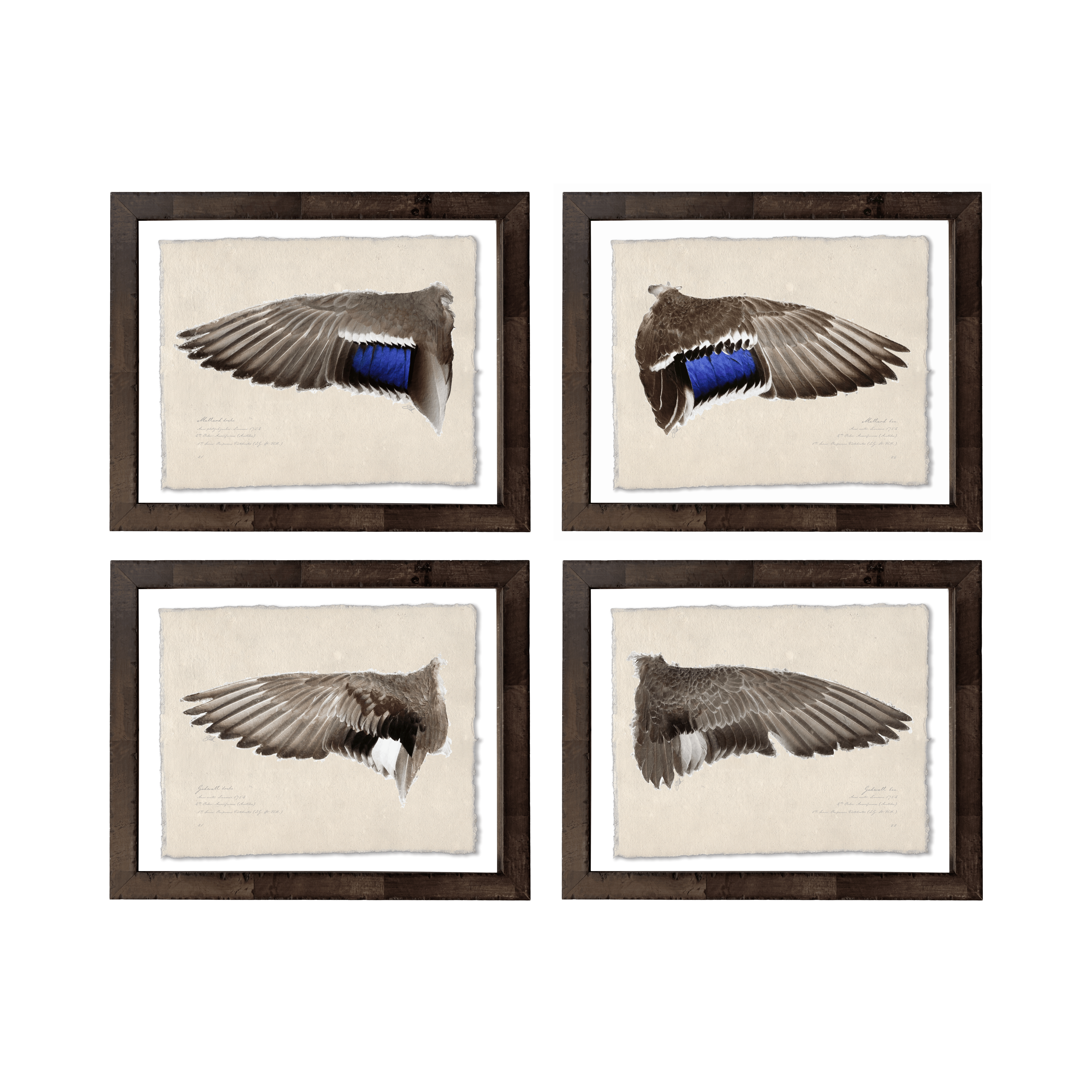 Duck Wings of the Mississippi Flyway - Set of 4