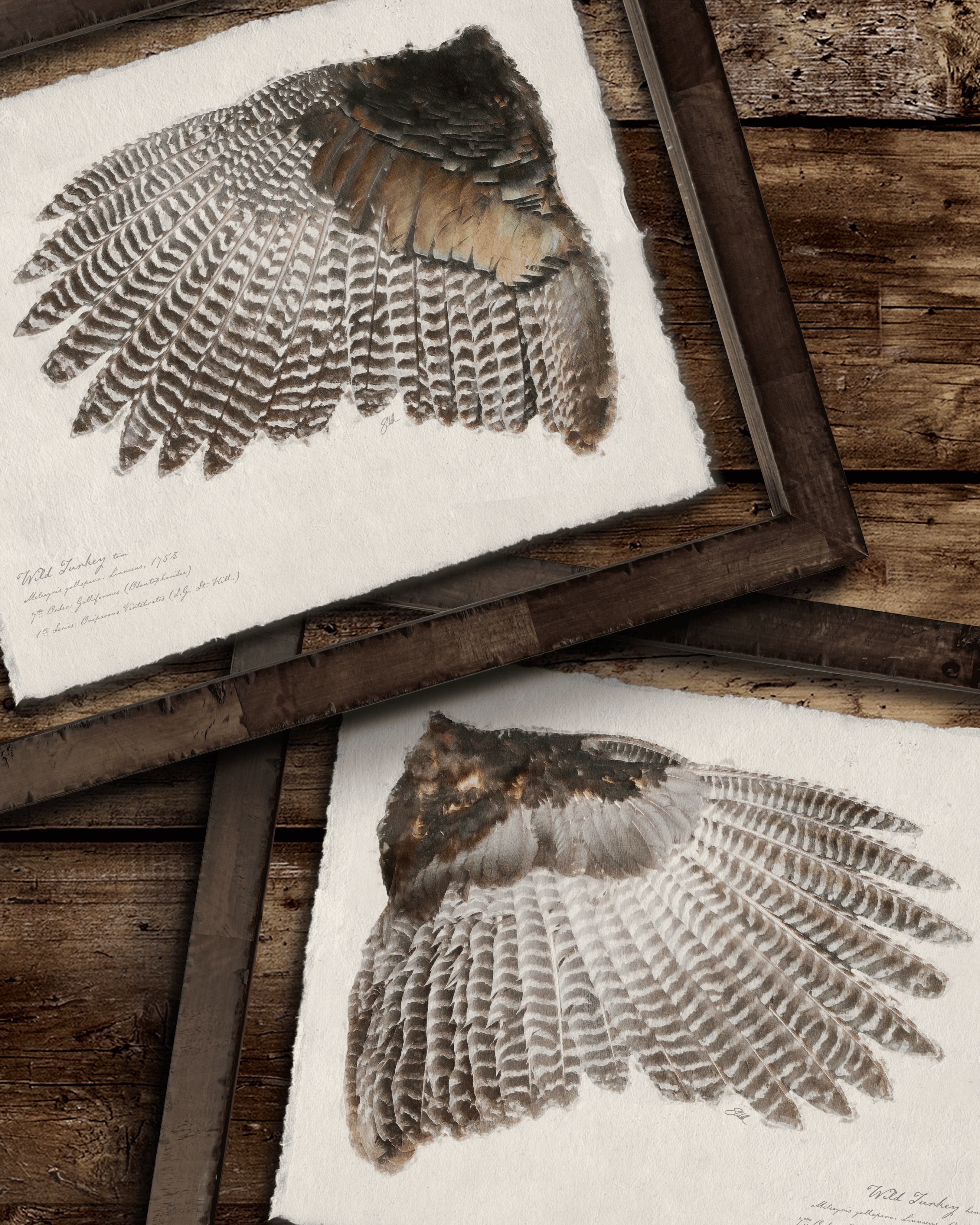 Illustrated Game Bird Wings - Set of 2 Turkeys