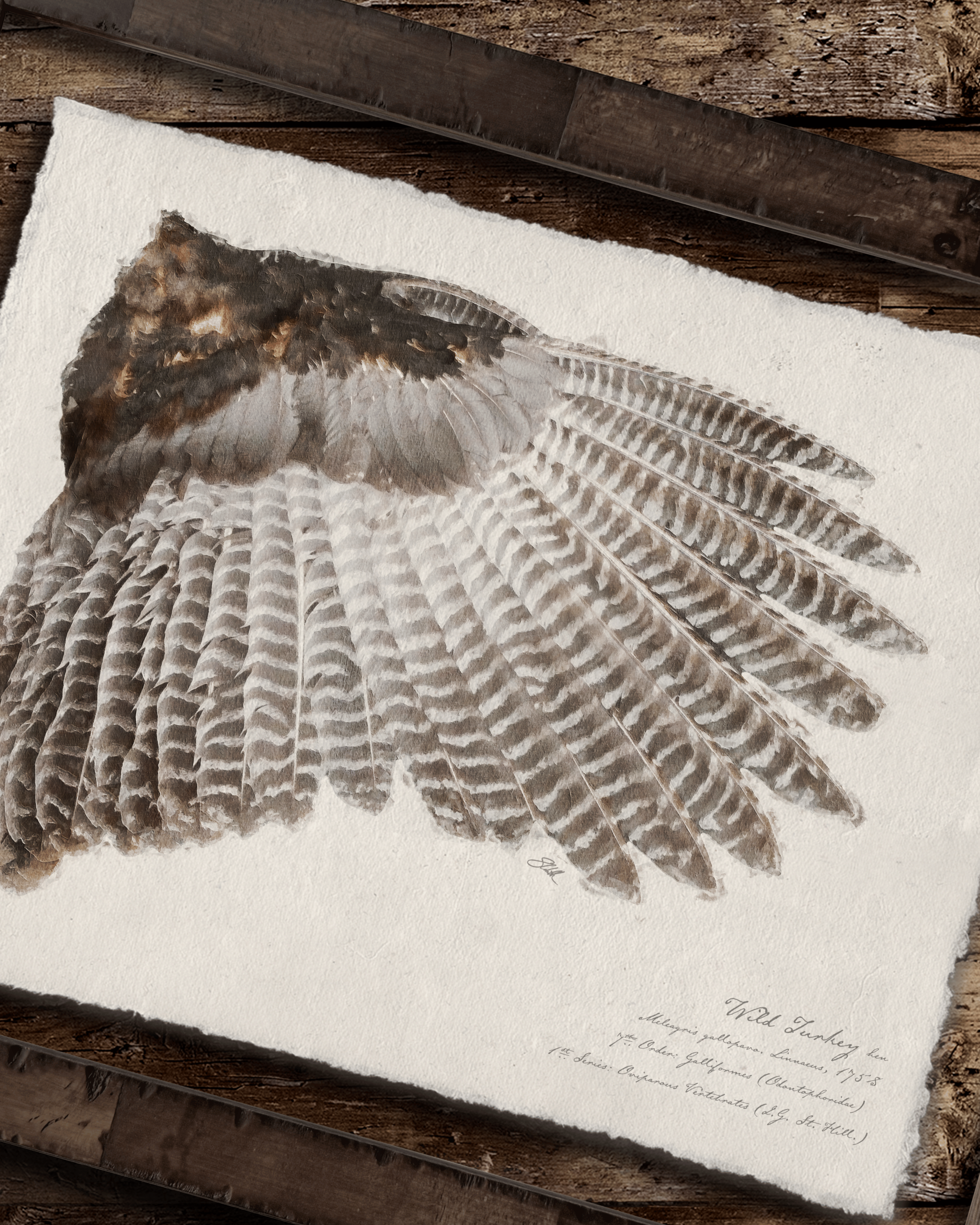 Illustrated Game Bird Wings - Set of 2 Turkeys