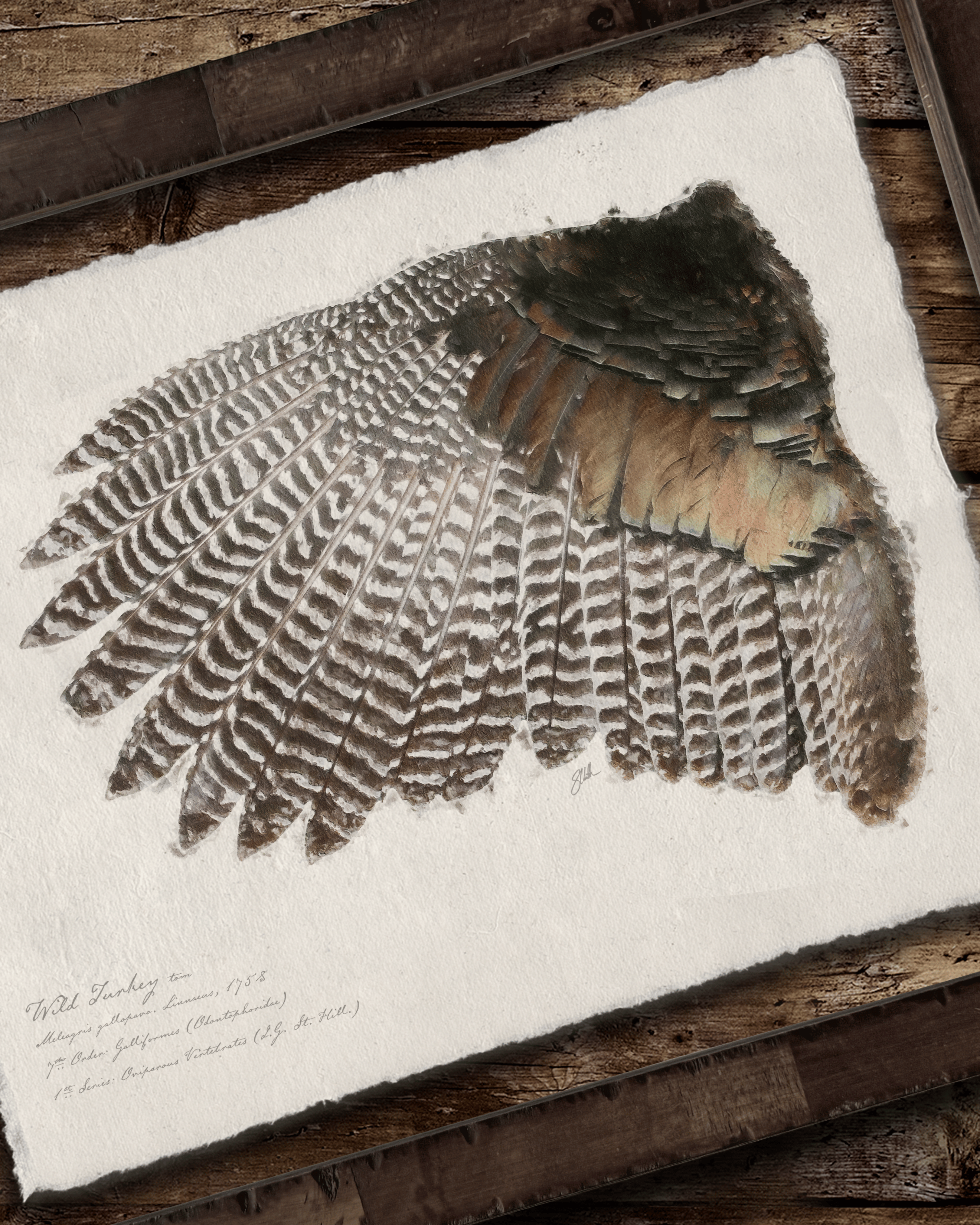 Illustrated Game Bird Wings - Set of 2 Turkeys