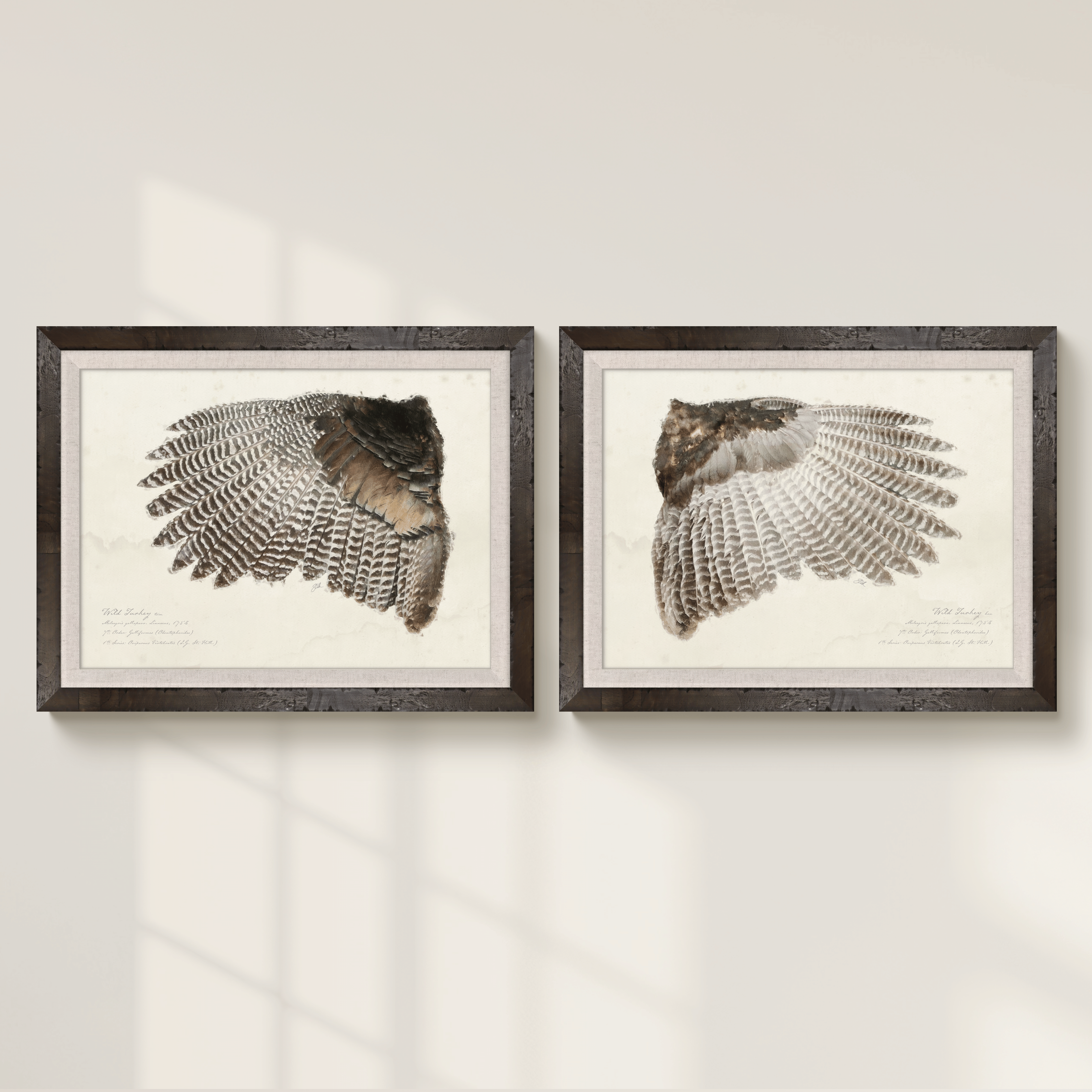 Wild Turkey Hen — illustrated game bird wing study