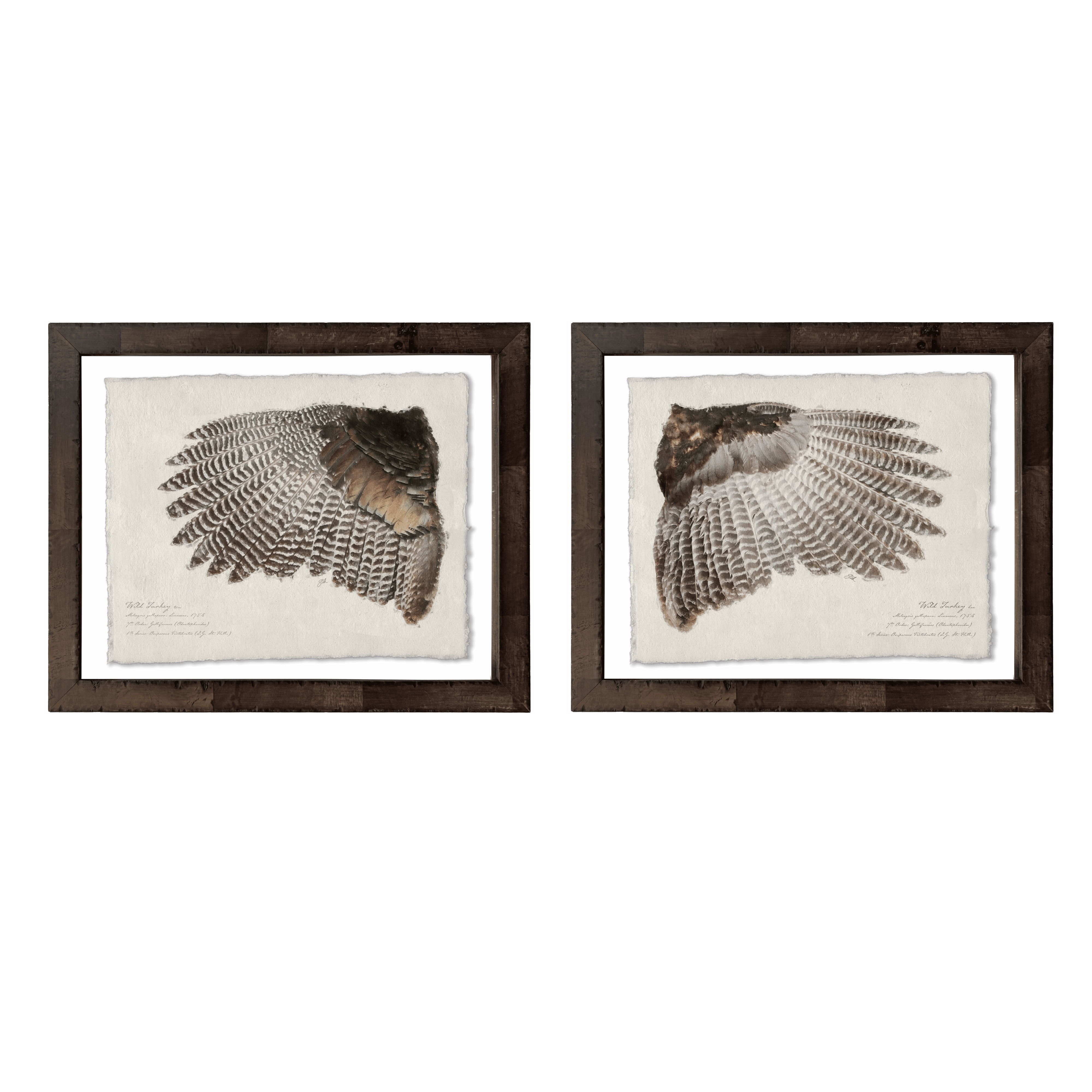 Illustrated Game Bird Wings - Set of 2 Turkeys