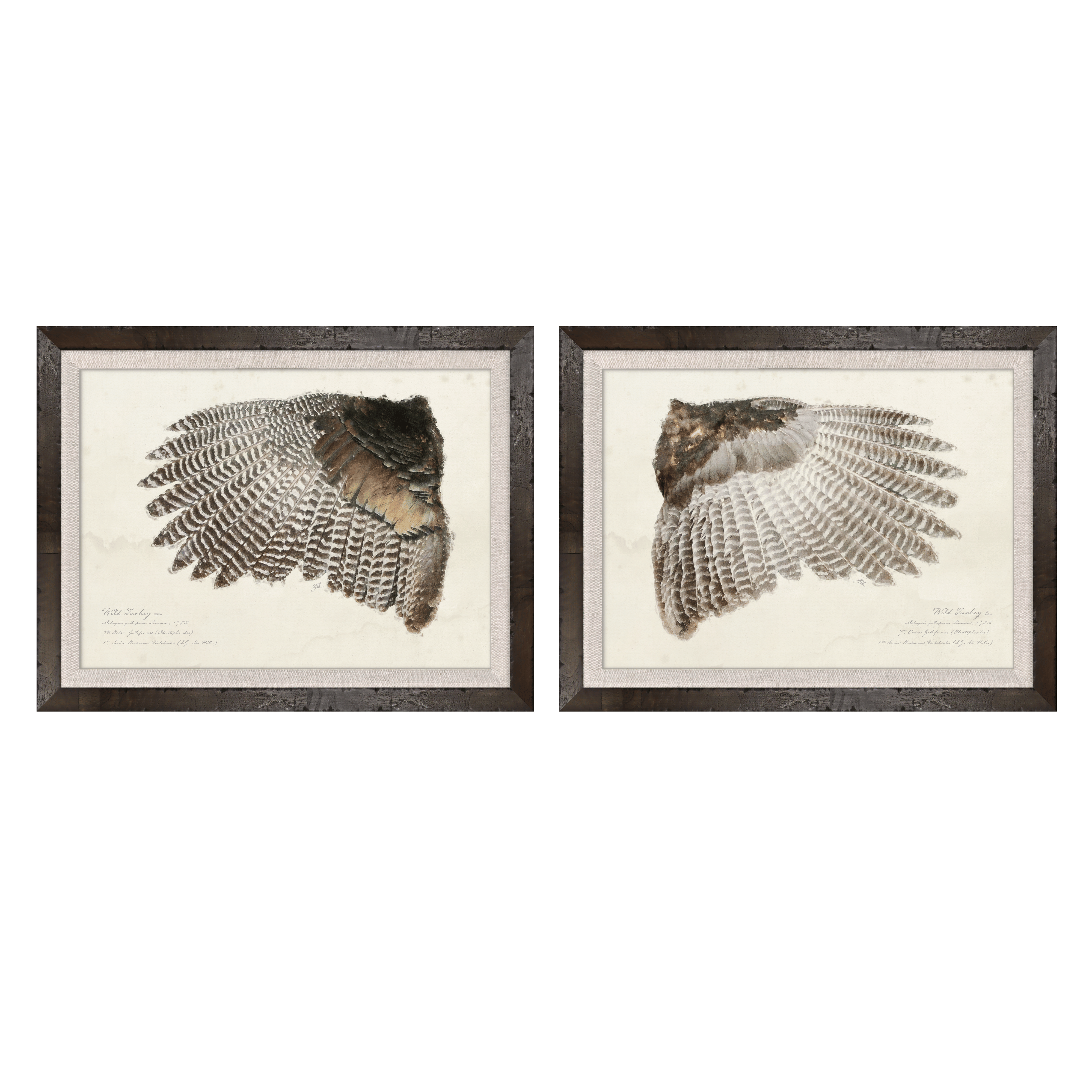 Illustrated Game Bird Wings - Set of 2 Turkeys