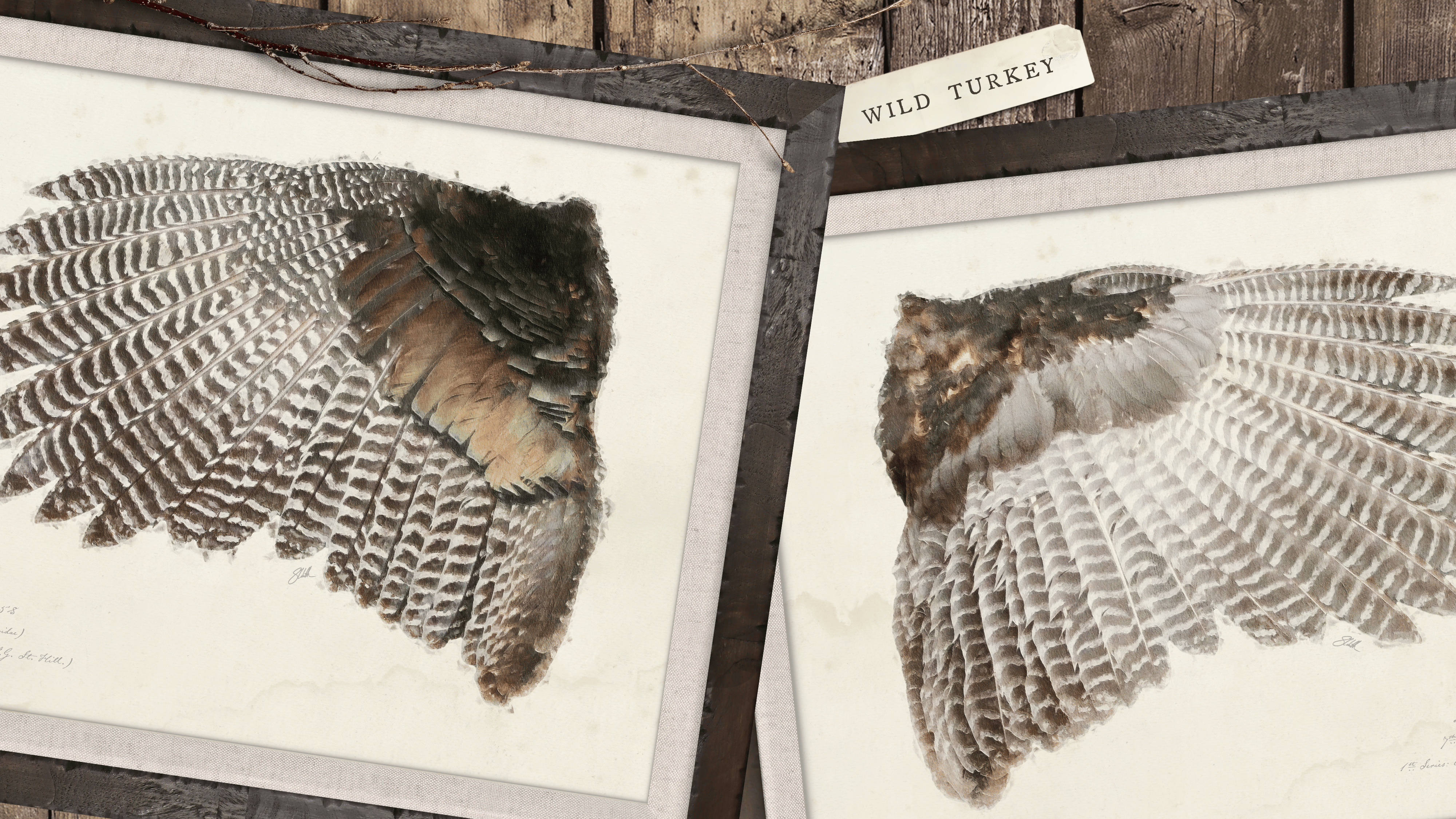 Illustrated game bird wings art prints — wild turkey sporting art display