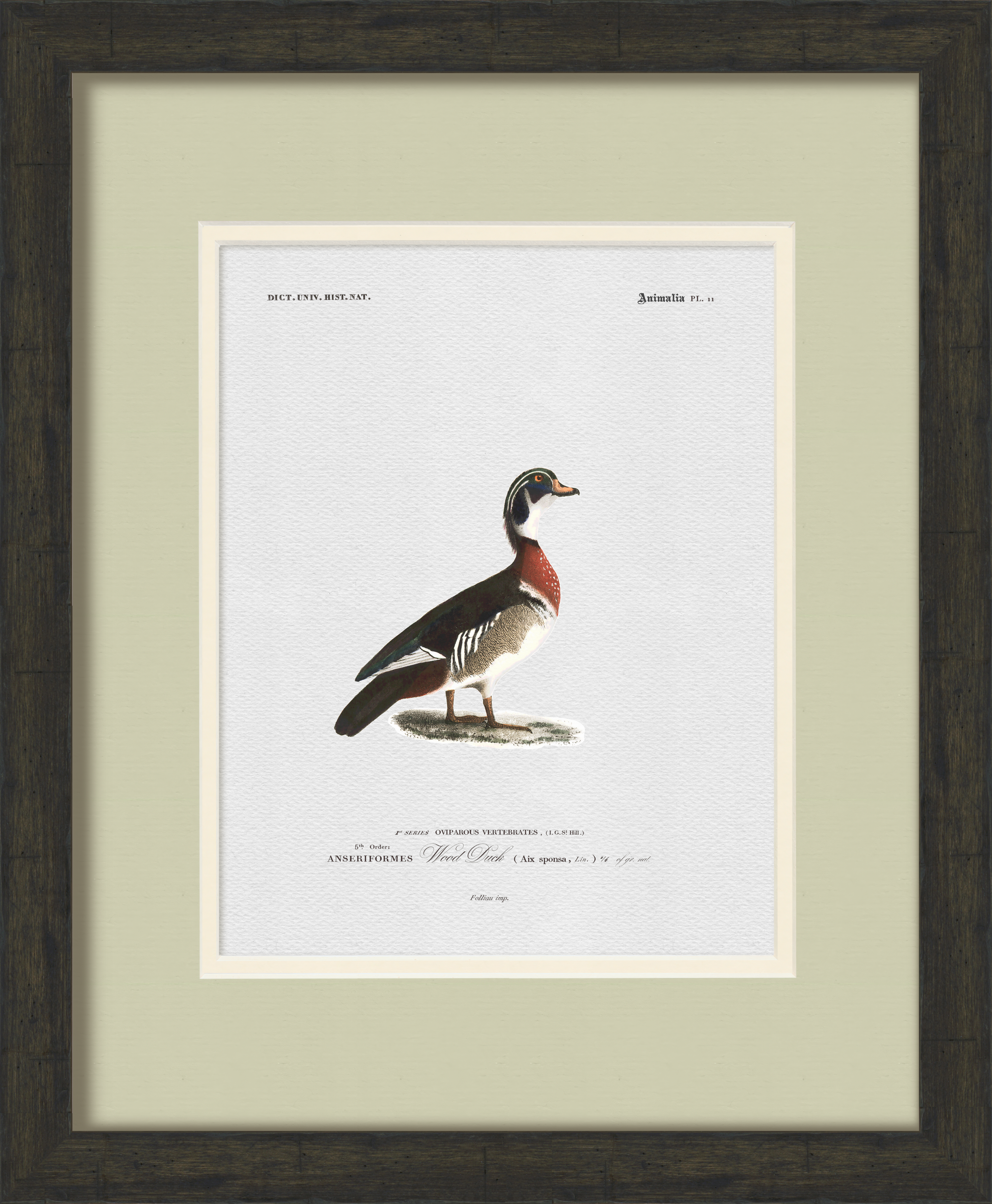 Vintage Duck Illustrations - Set of 6
