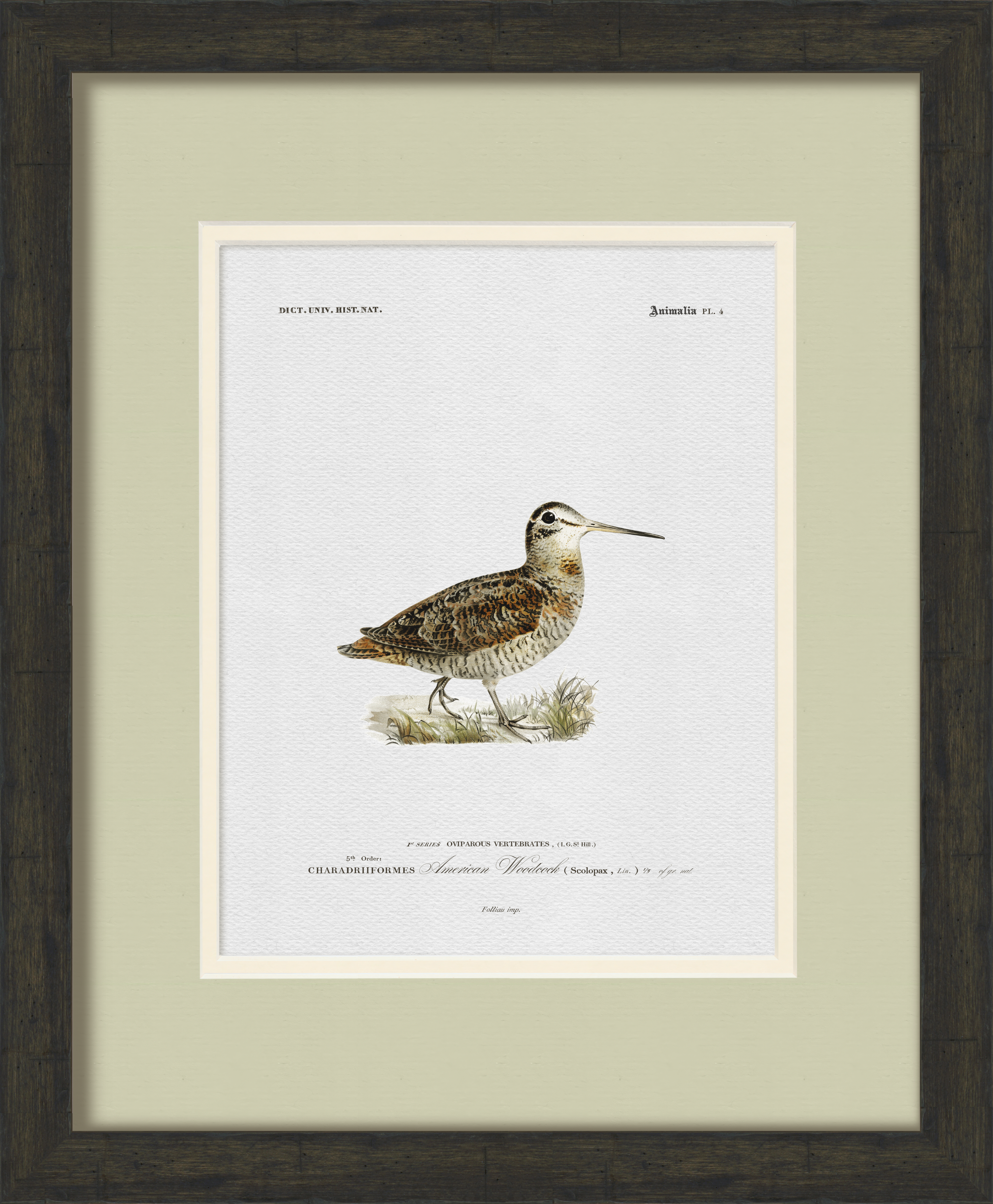 Vintage Game Bird Illustrations - Set of 9