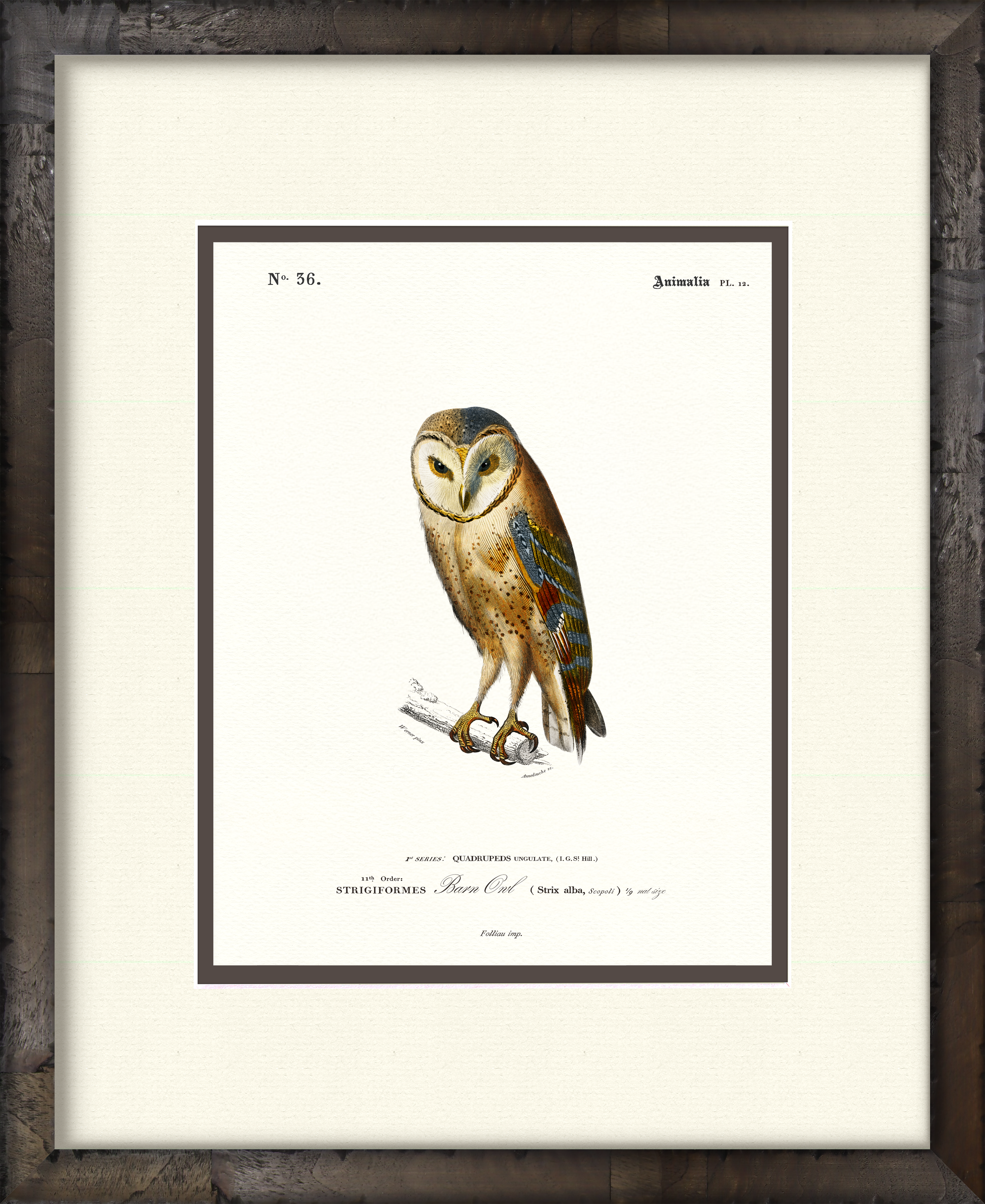 Barn Owl — 19th-century woodland wildlife illustration art print