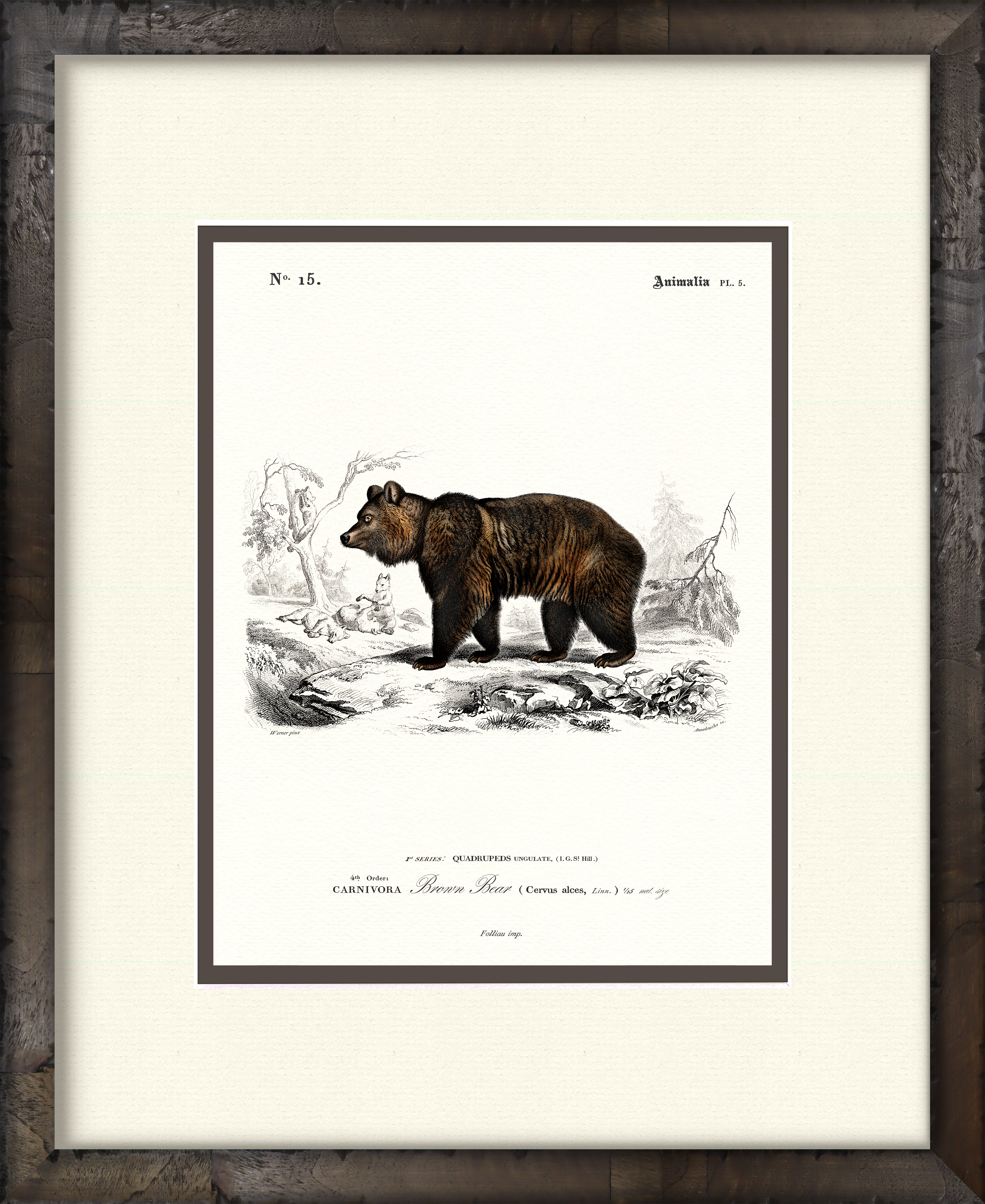 Brown Bear — 19th-century woodland wildlife illustration art print