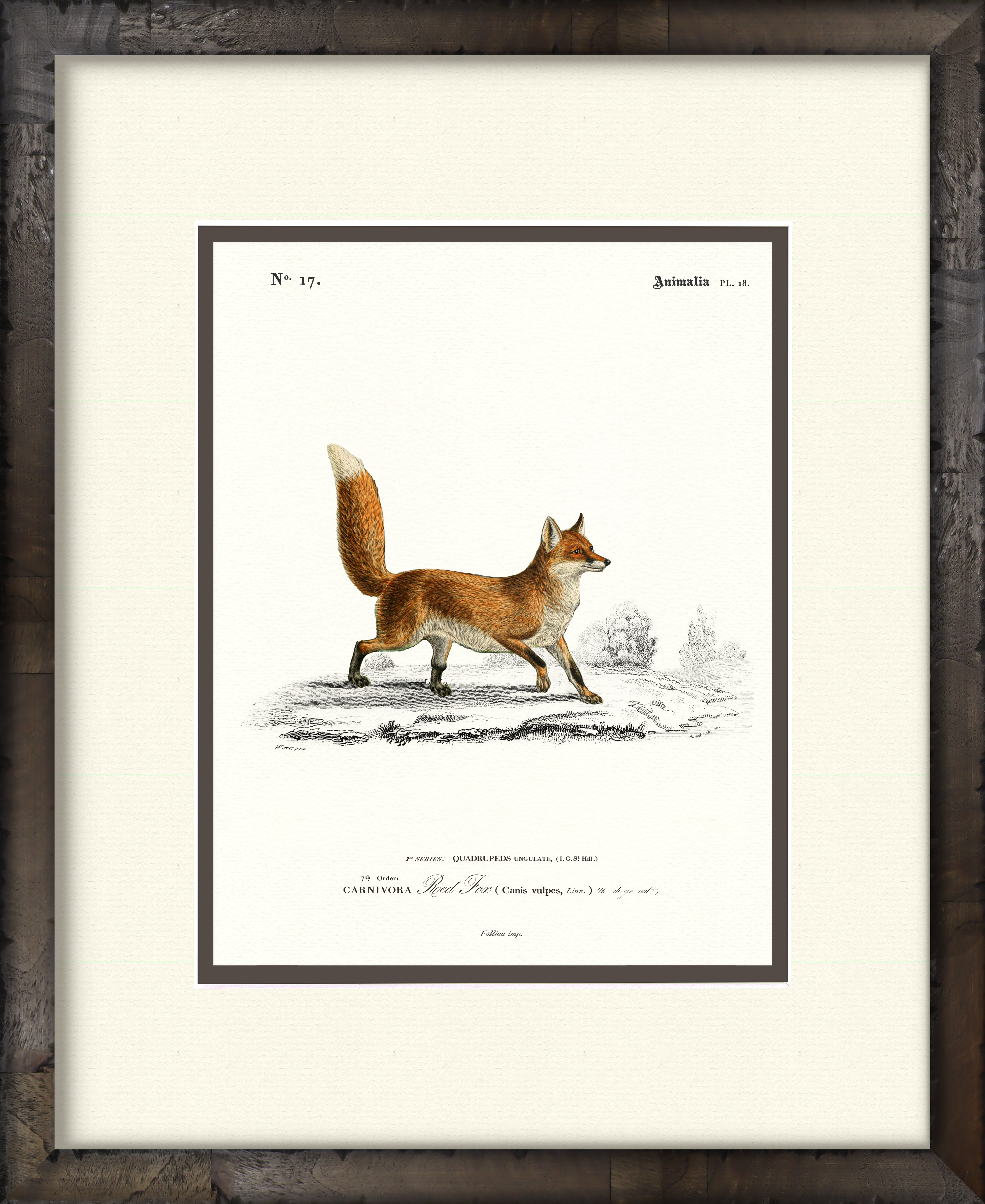 Red Fox — 19th-century woodland wildlife illustration art print