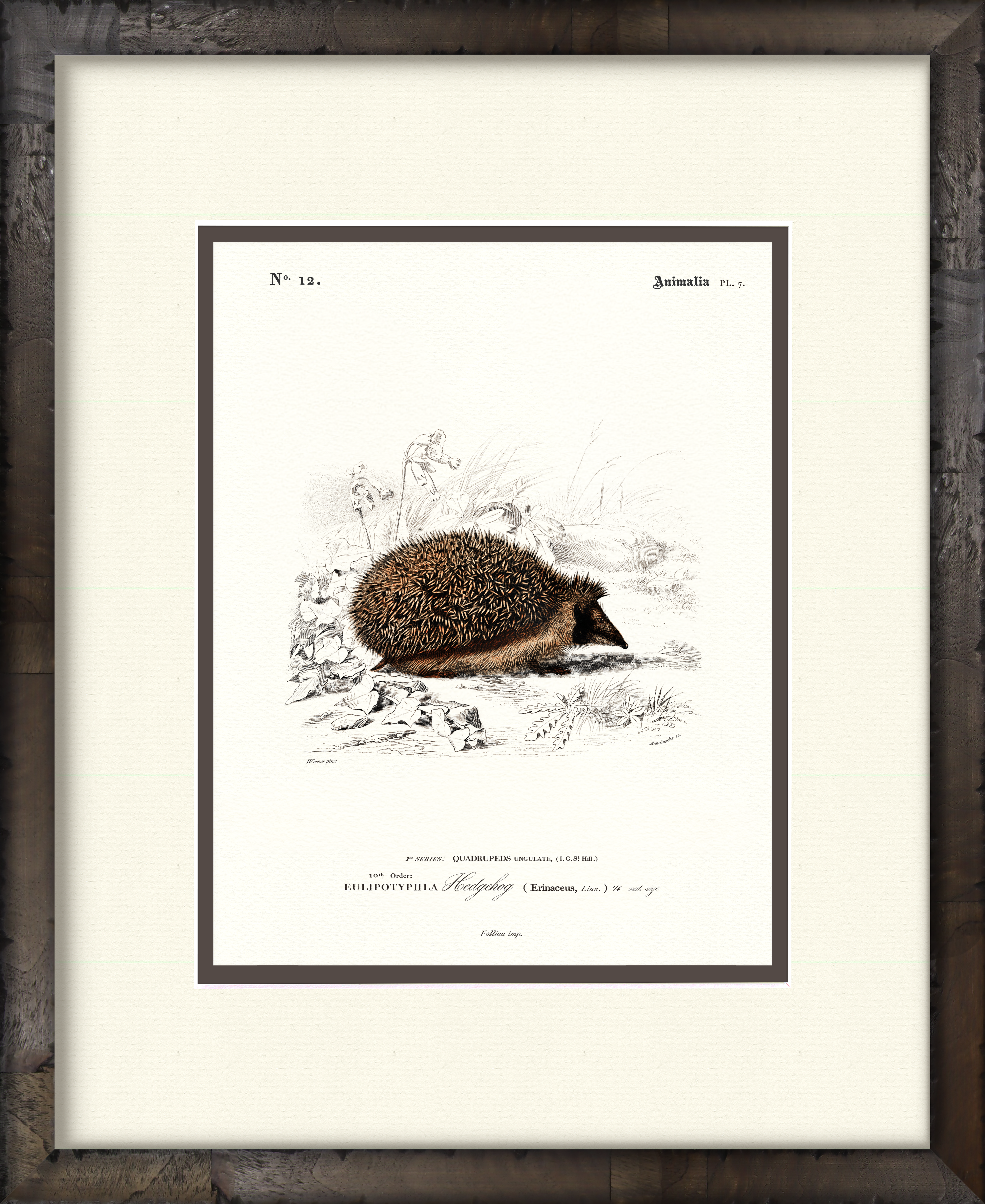 Hedgehog — 19th-century woodland wildlife illustration art print