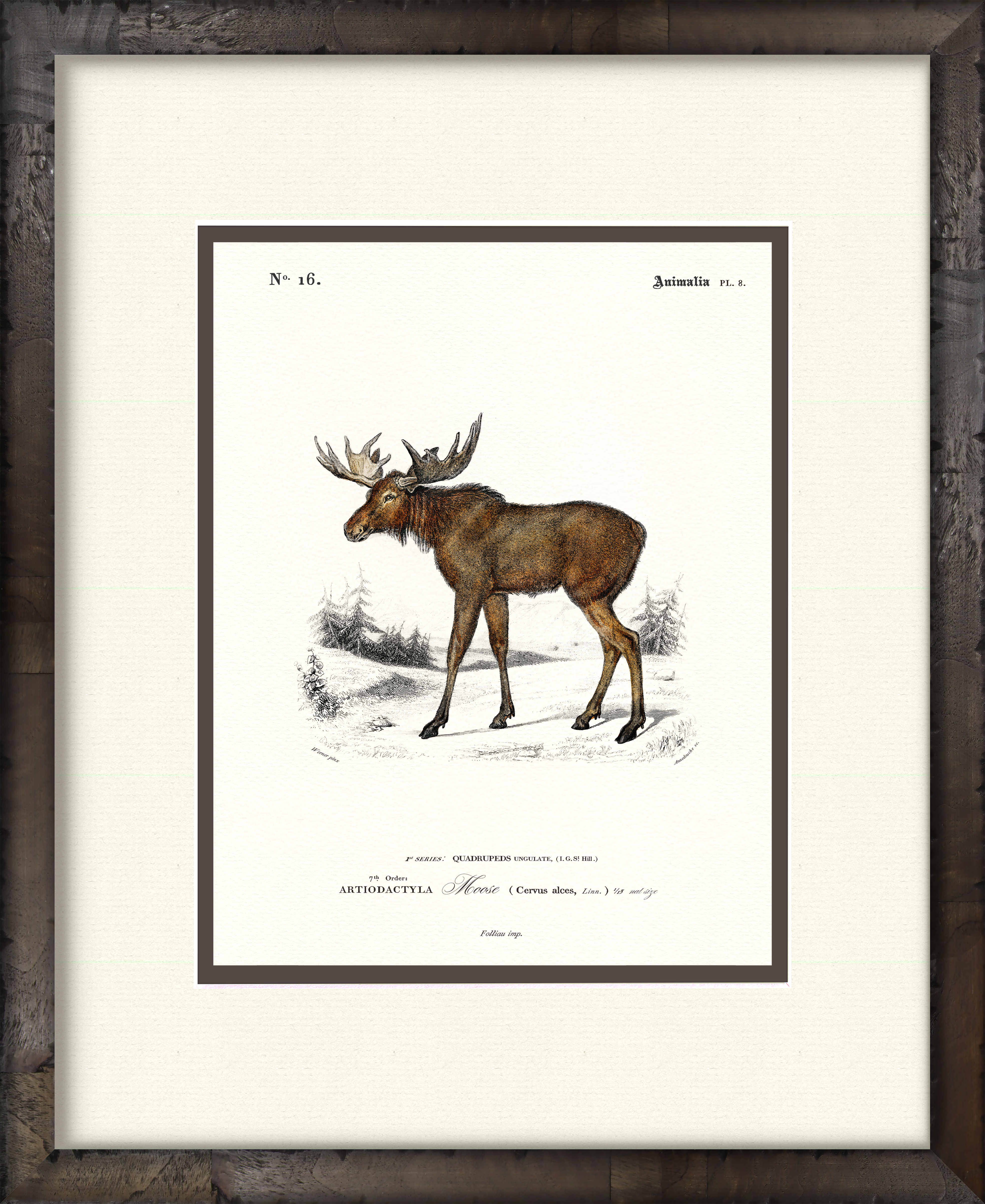 Moose — 19th-century woodland wildlife illustration art print