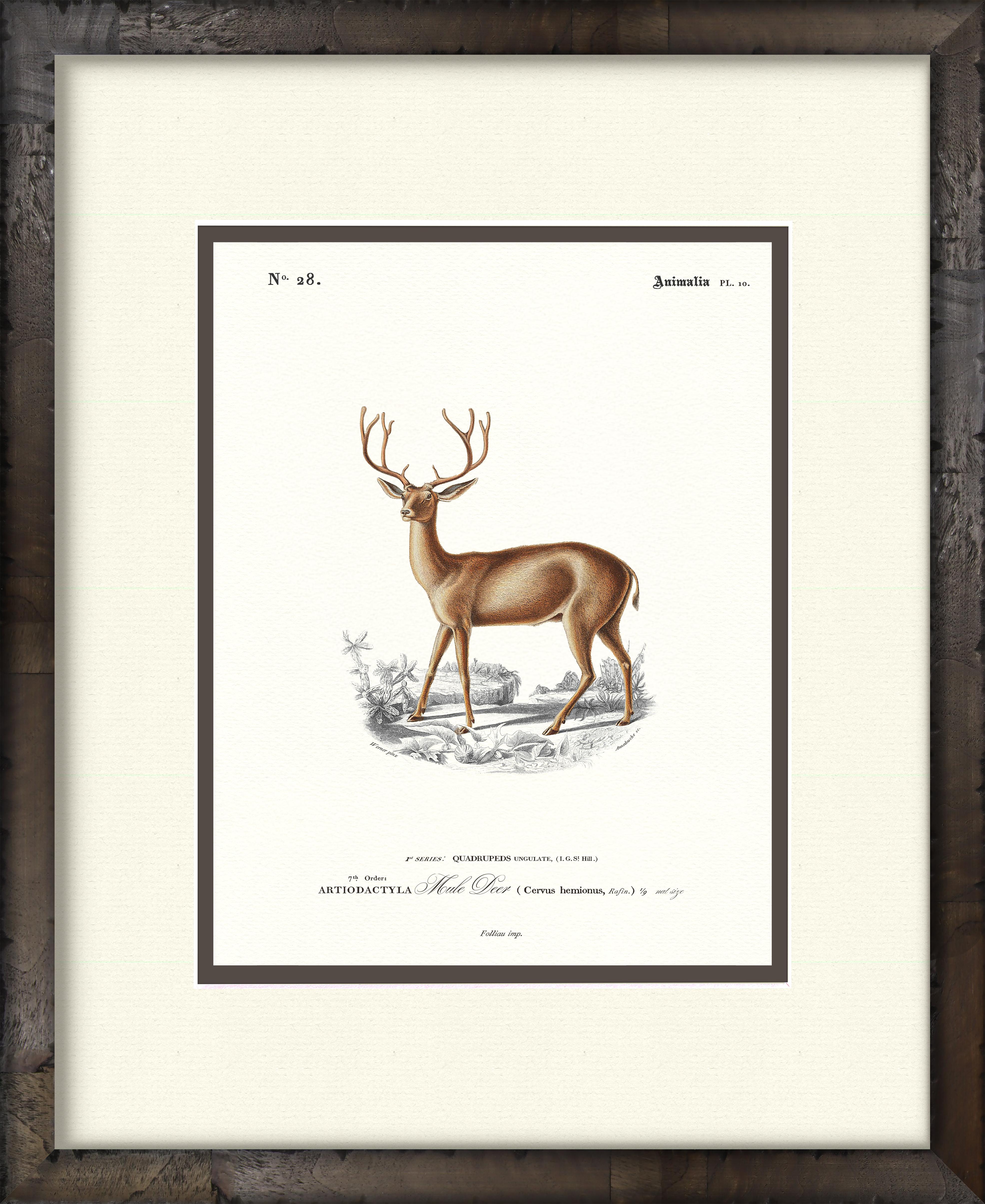 Mule Deer — 19th-century woodland wildlife illustration art print