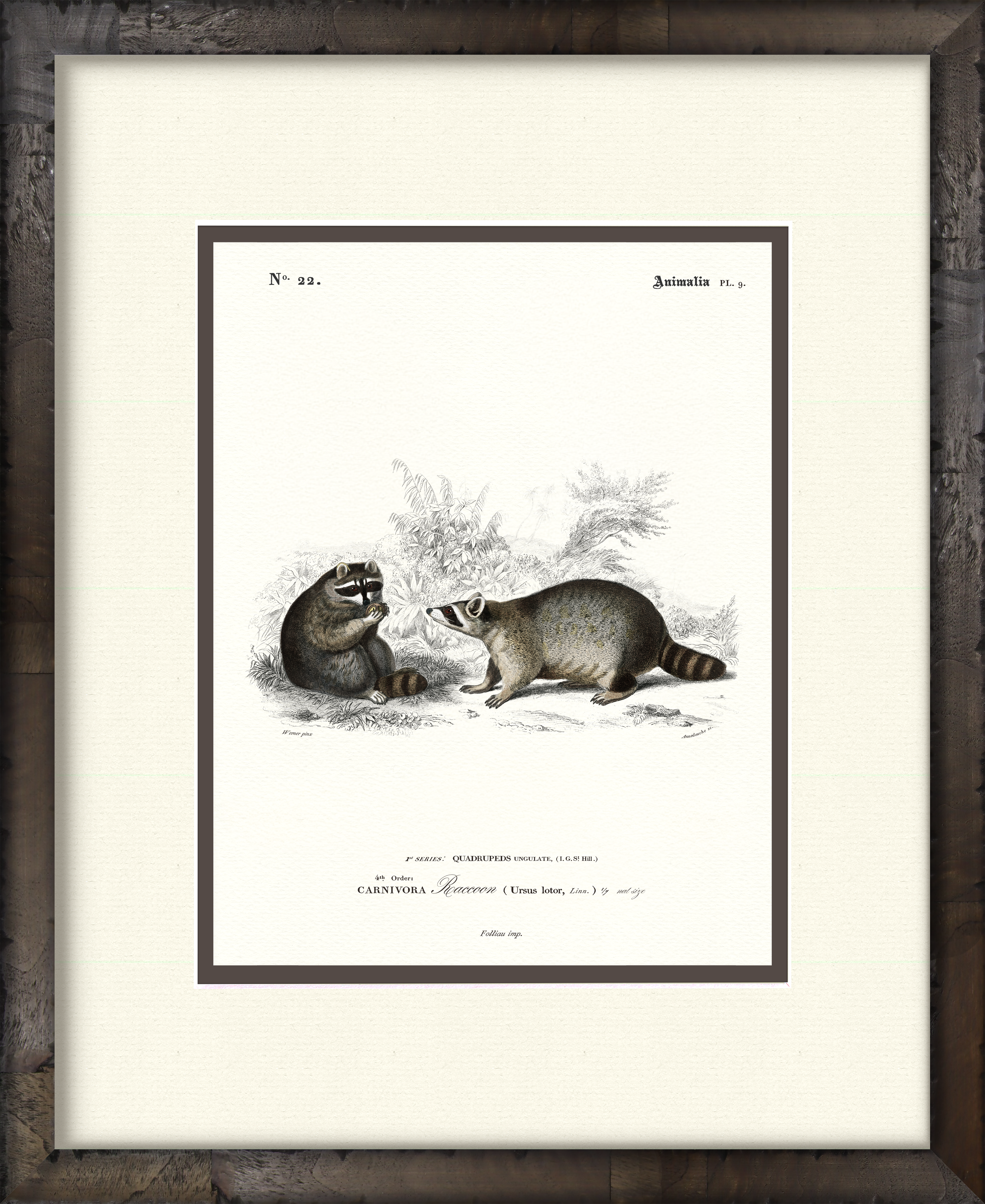 Raccoons — 19th-century woodland wildlife illustration art print