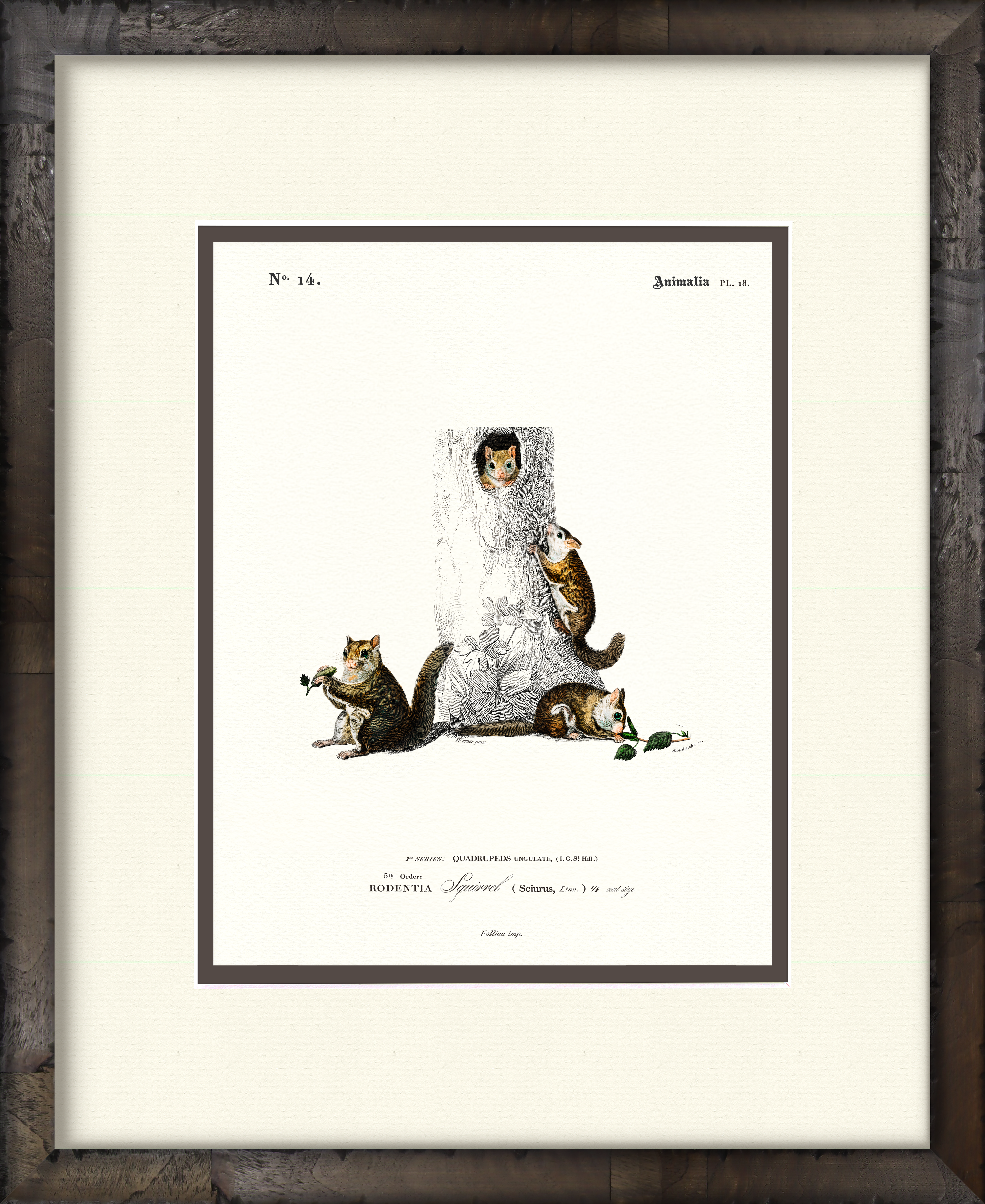 Squirrels — 19th-century woodland wildlife illustration art print
