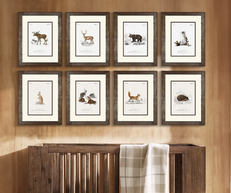 Woodland Illustrations - Beaver