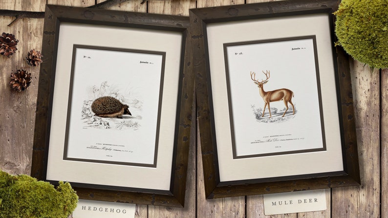 Woodland Illustrations - Set of 9