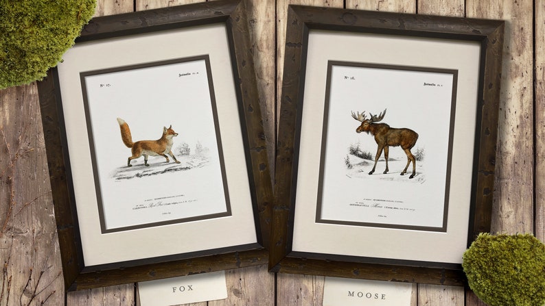 Woodland Illustrations - Set of 9