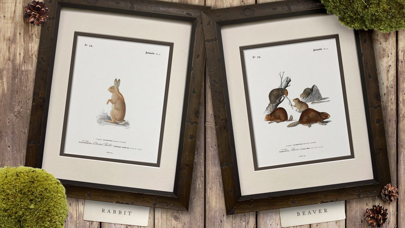 Woodland Illustrations - Beaver