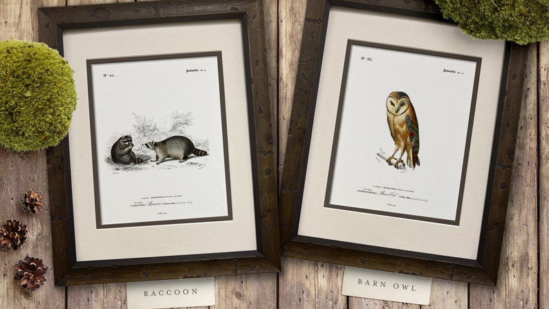 Woodland Illustrations - Set of 9