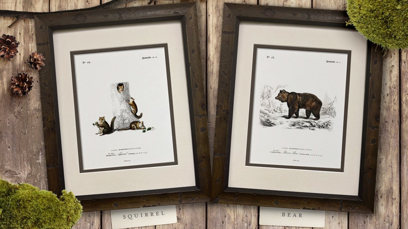 Woodland Illustrations - Set of 9