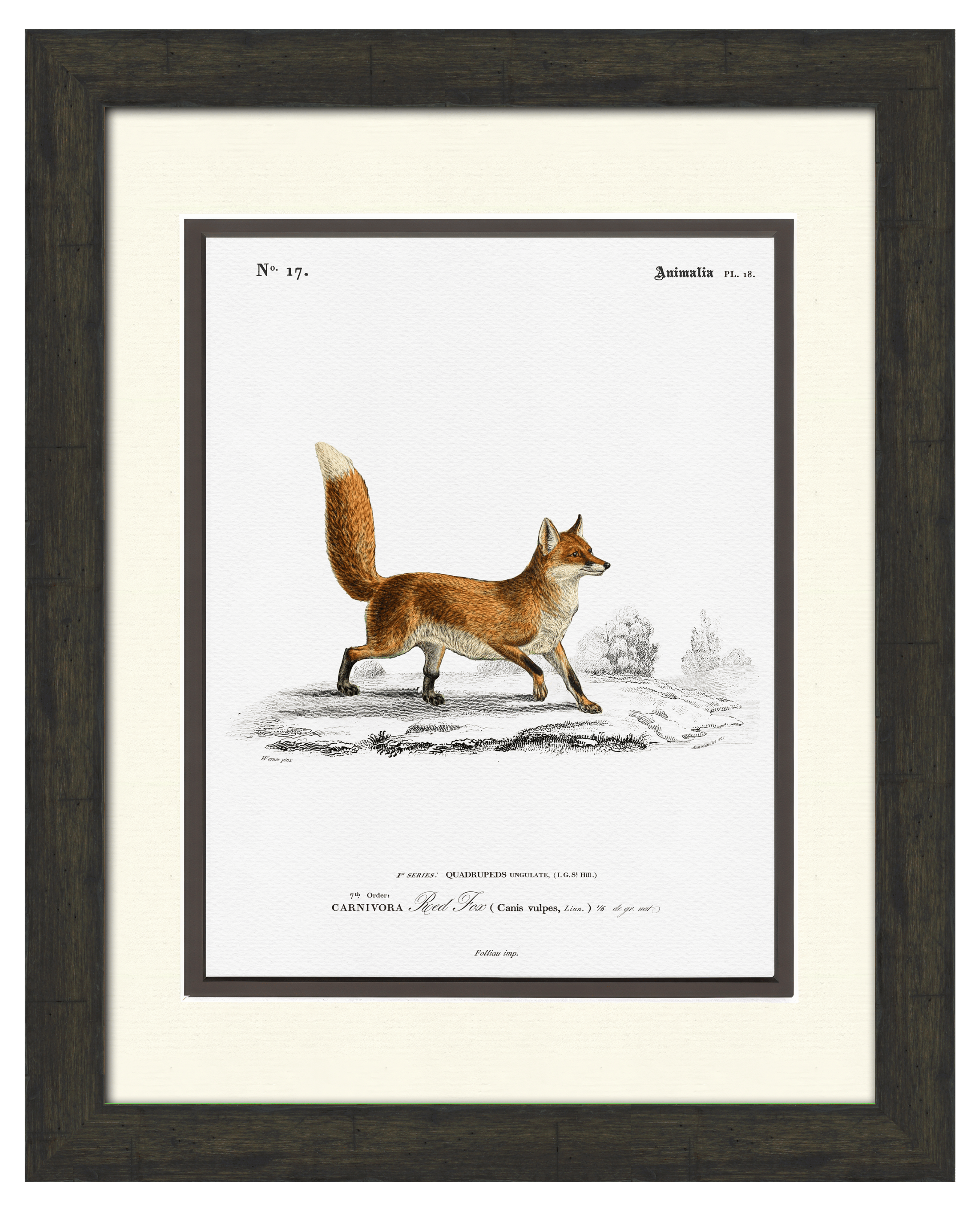 Woodland Illustrations - Red Fox