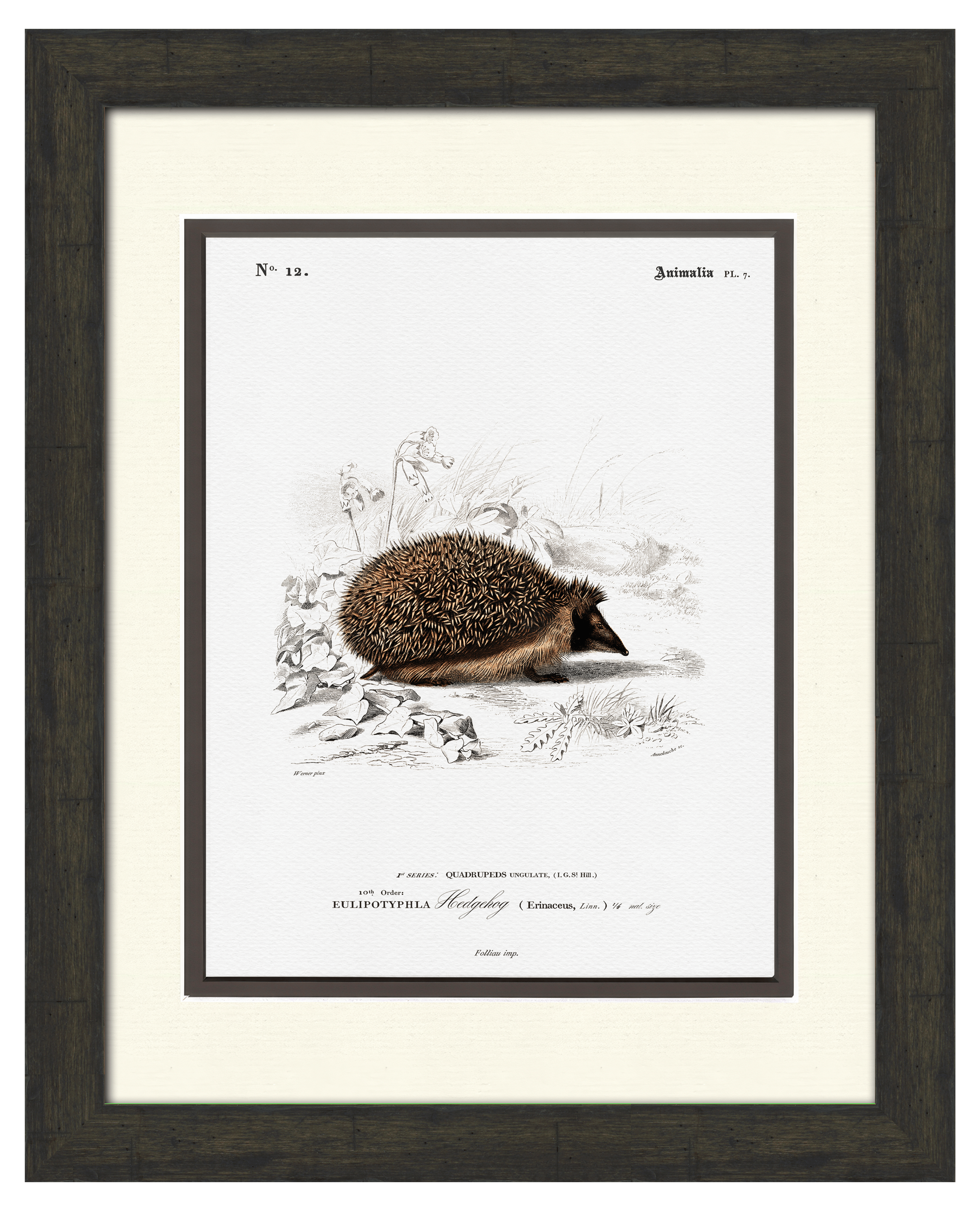 Woodland Illustrations - Hedgehog