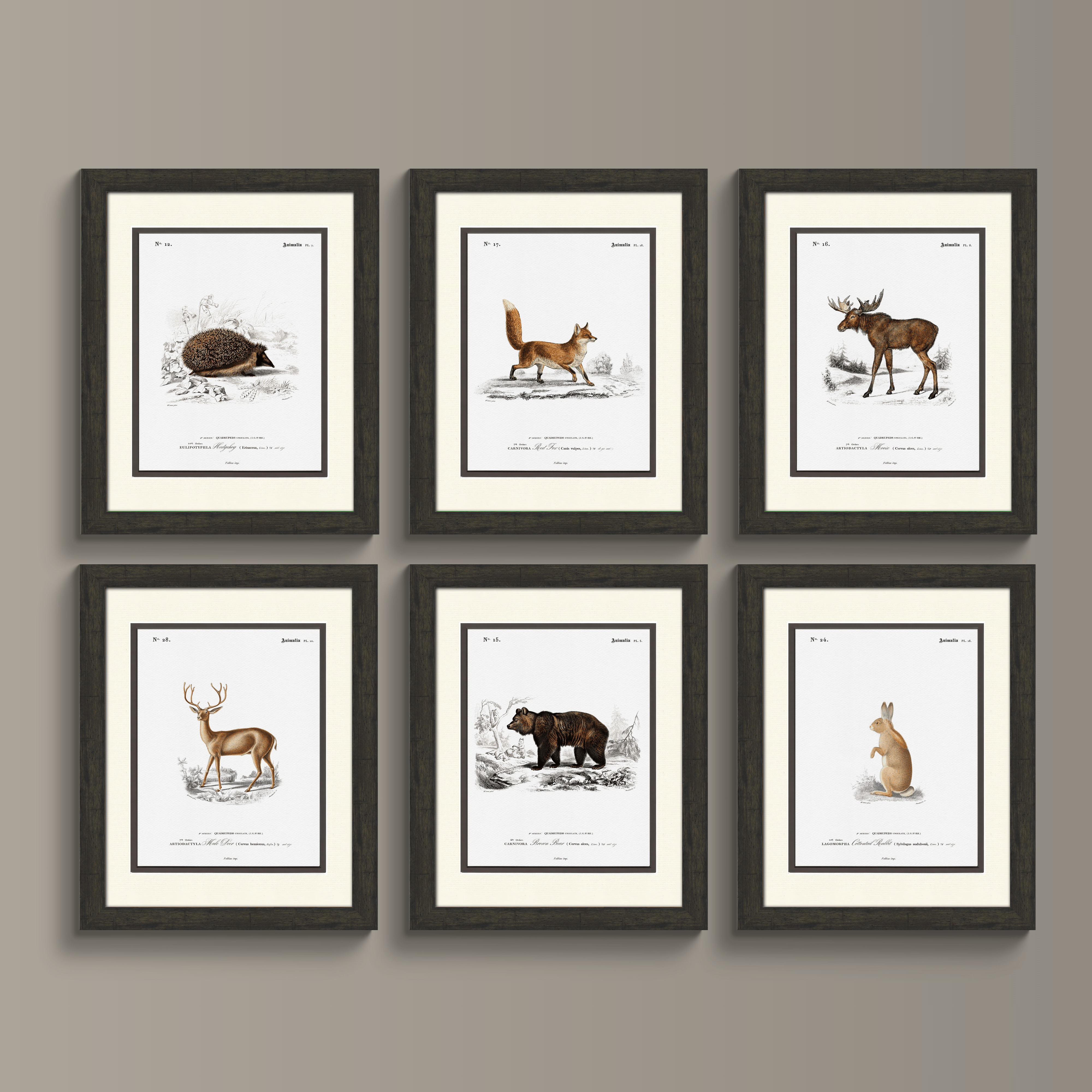 Woodland Illustrations - Cottontail Rabbit