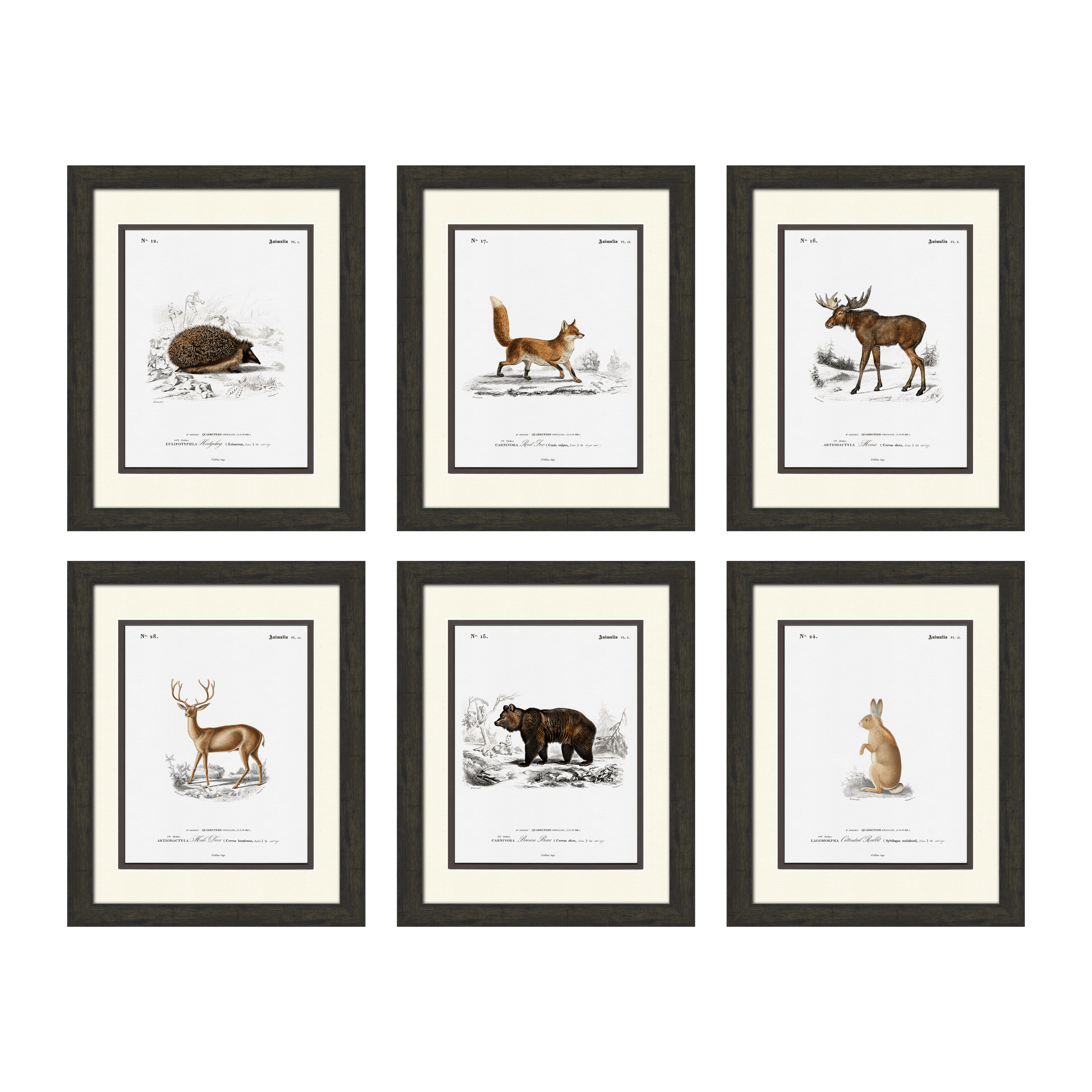 Woodland Illustrations - Set of 6