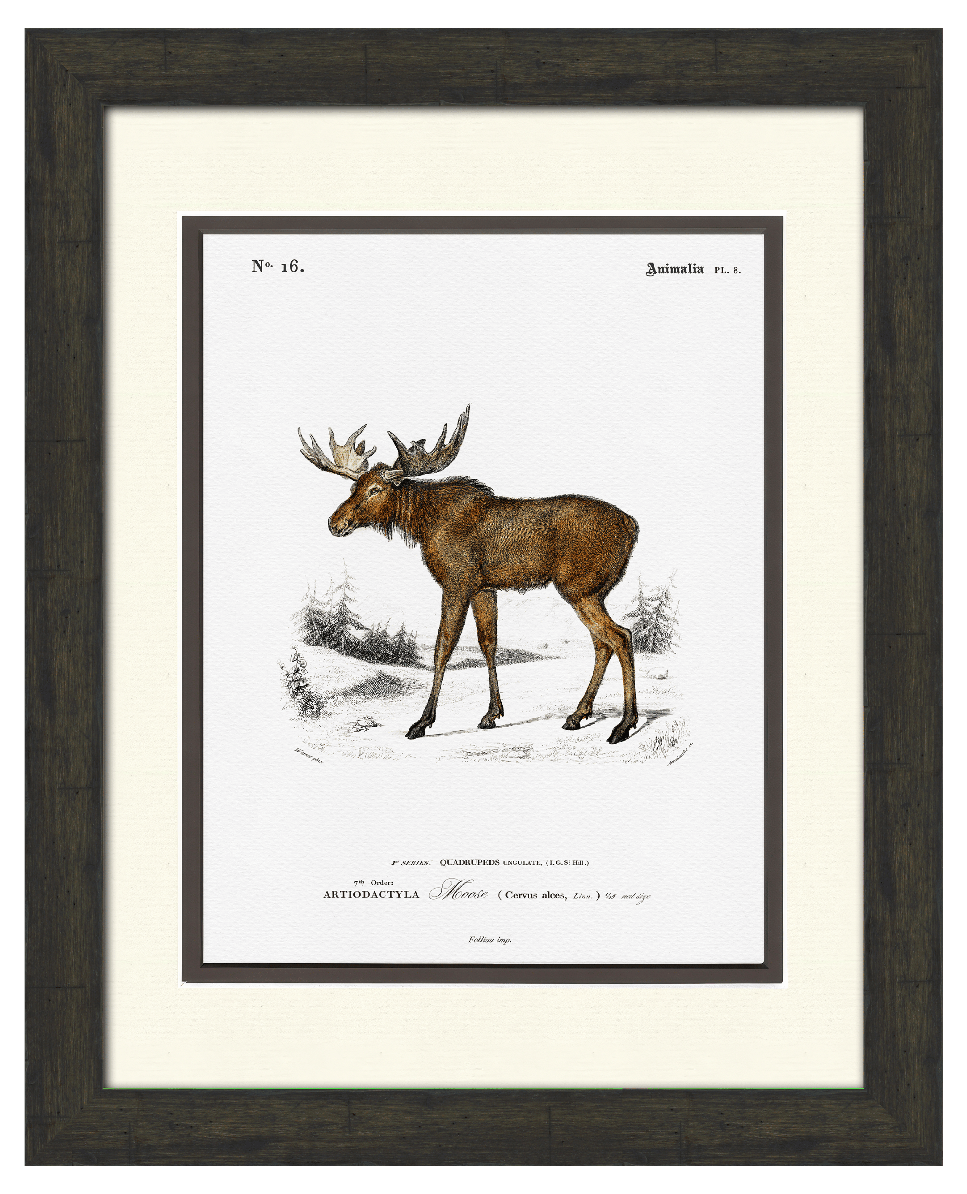 Woodland Illustrations - Moose