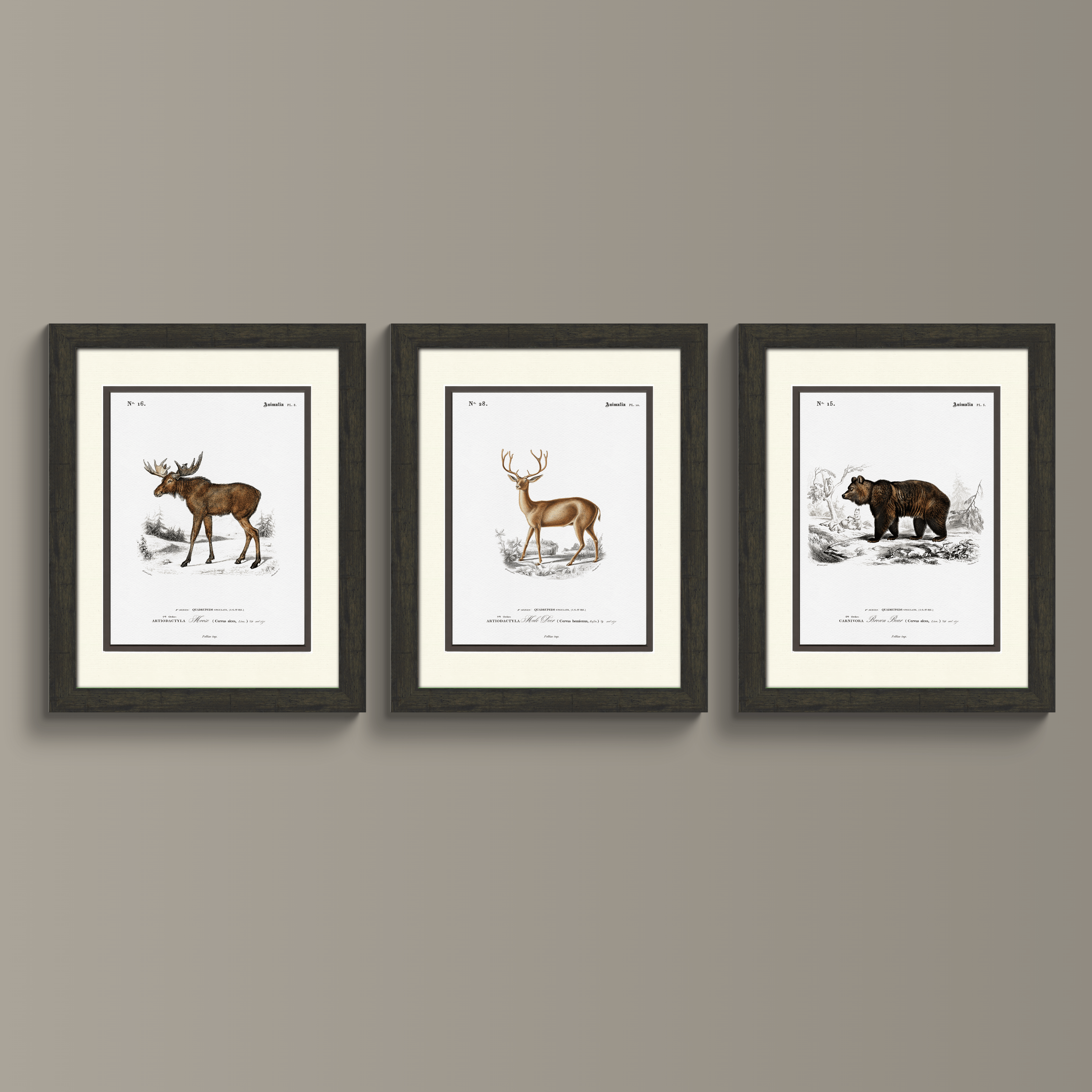 Woodland Illustrations - Set of 3