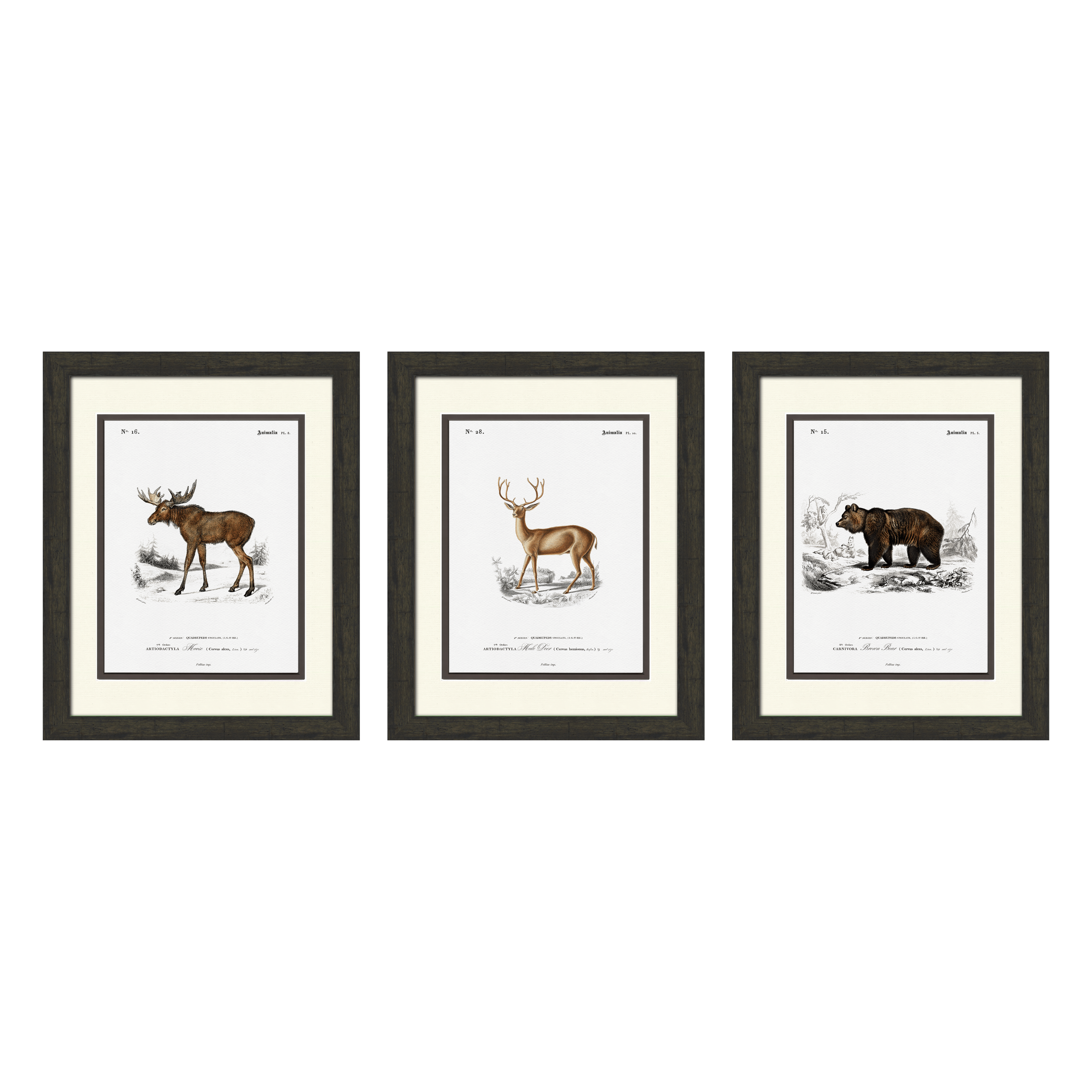 Woodland Illustrations - Set of 3