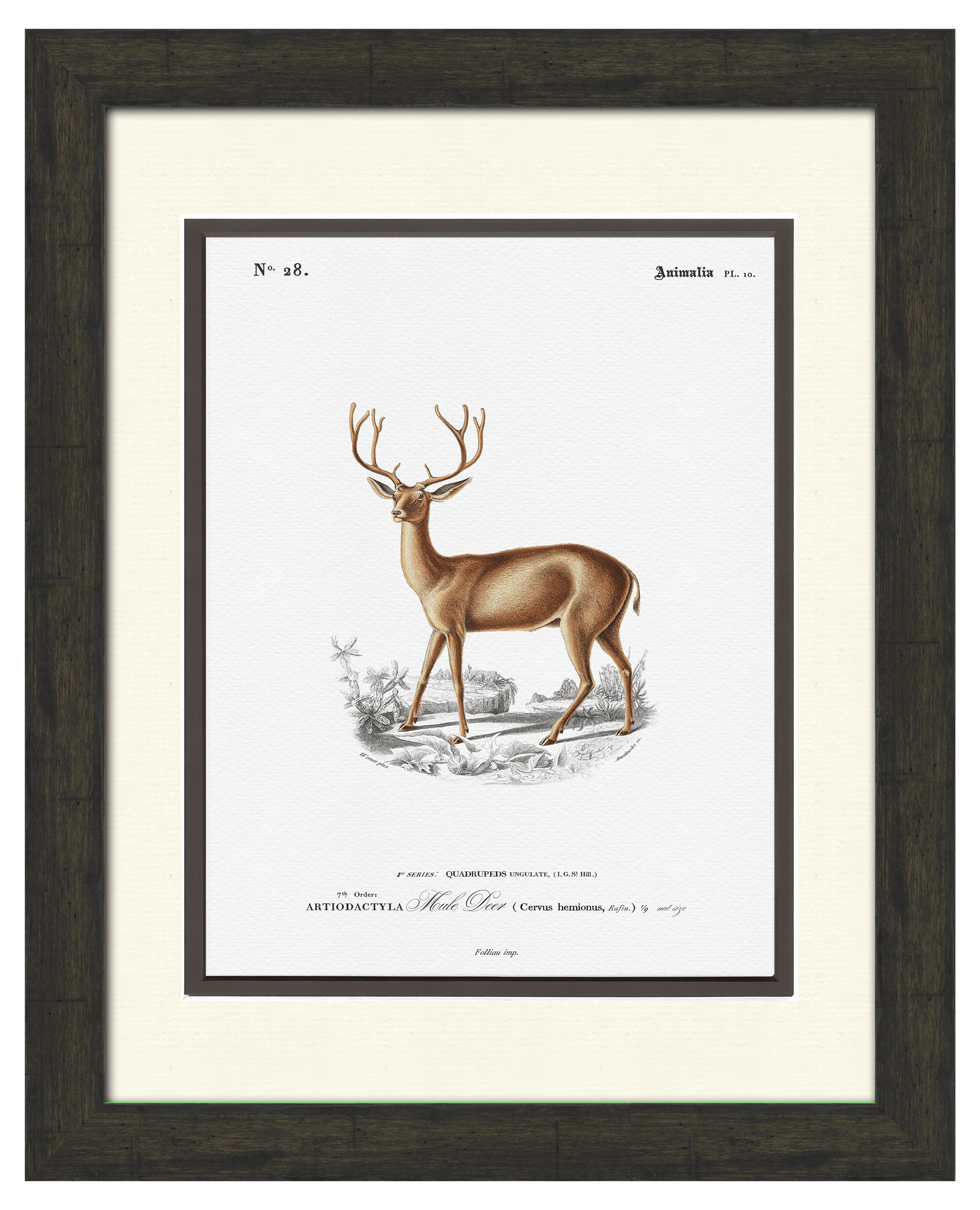 Woodland Illustrations - Mule Deer