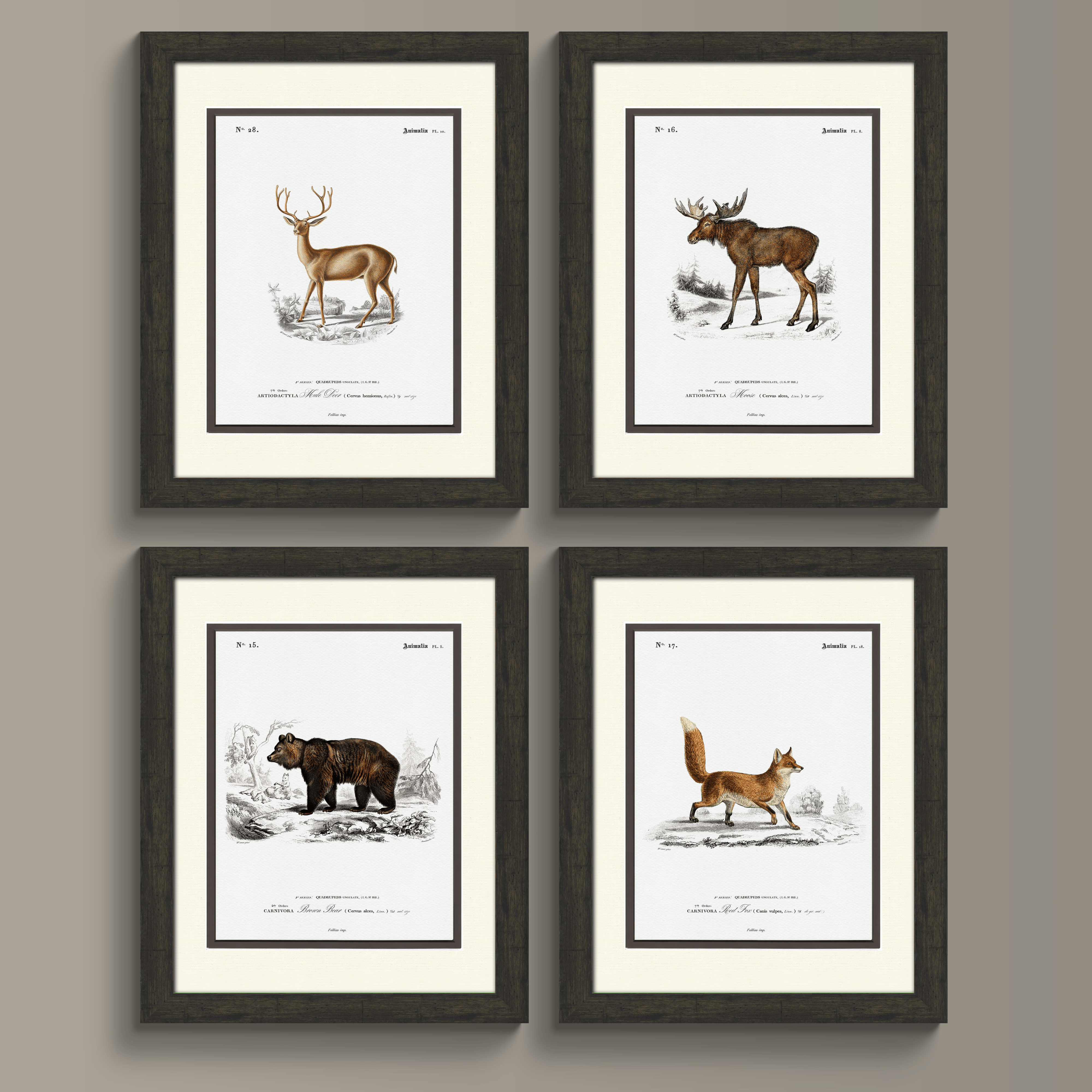 Woodland Illustrations - Red Fox