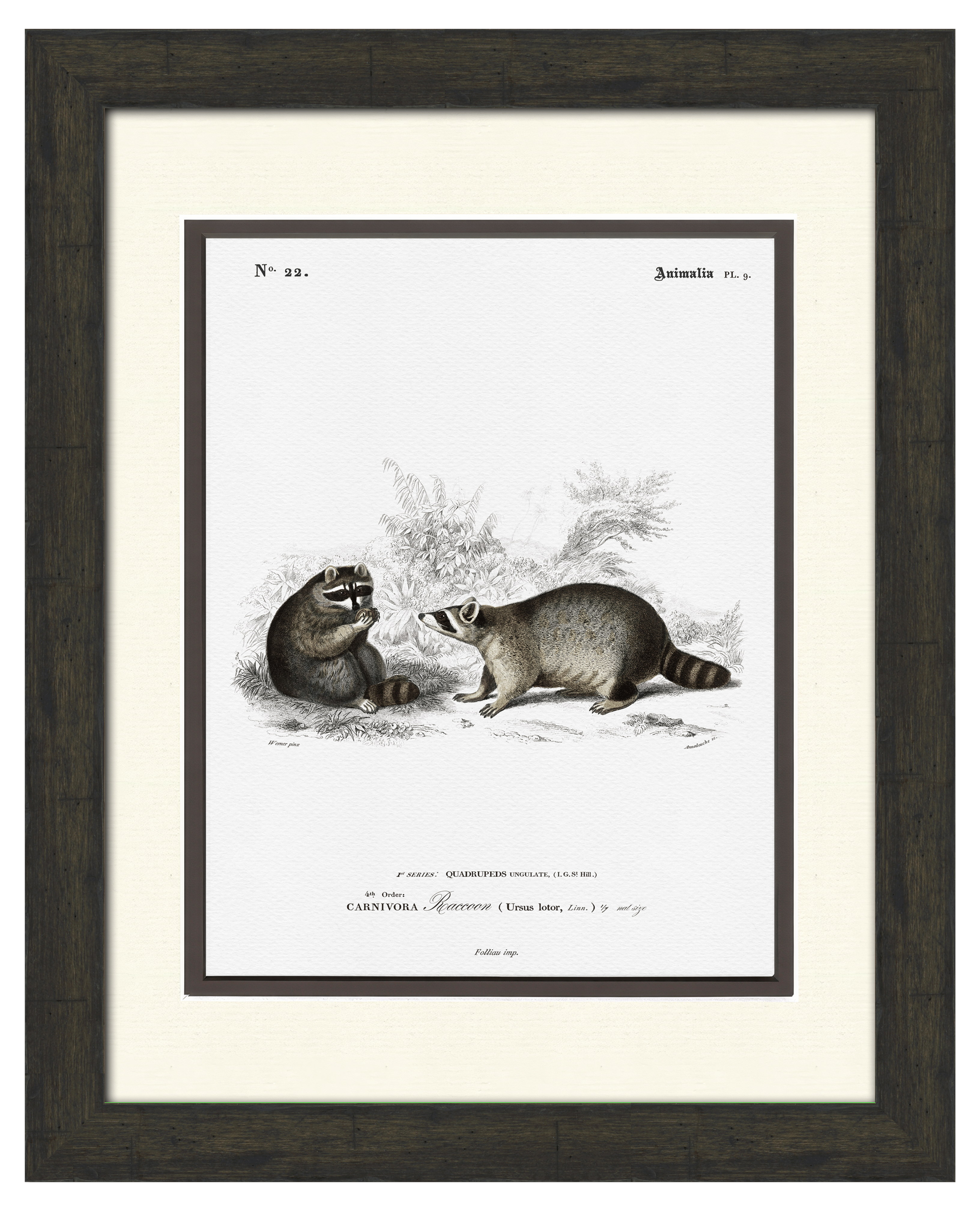 Woodland Illustrations - Raccoons