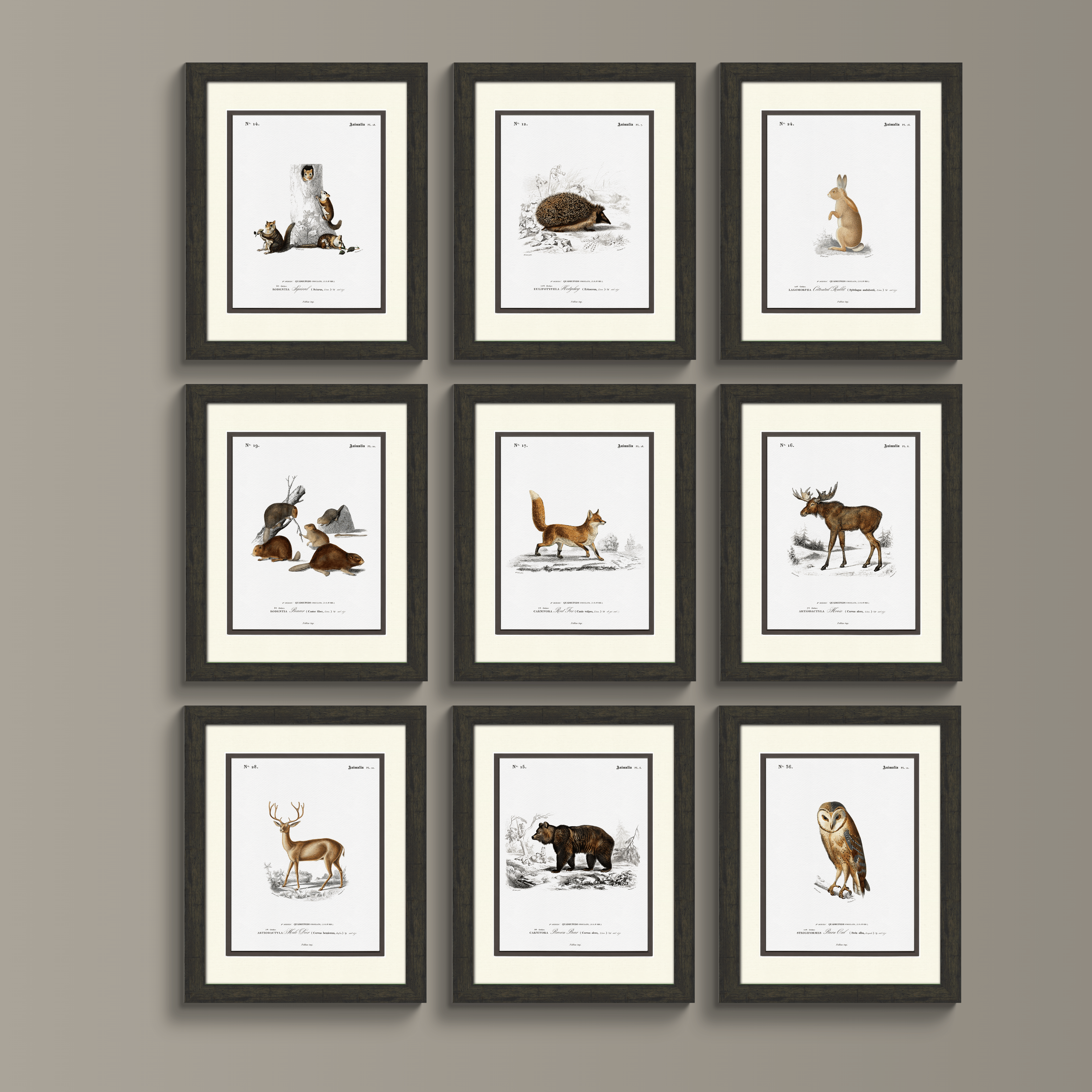 Woodland Illustrations - Beaver