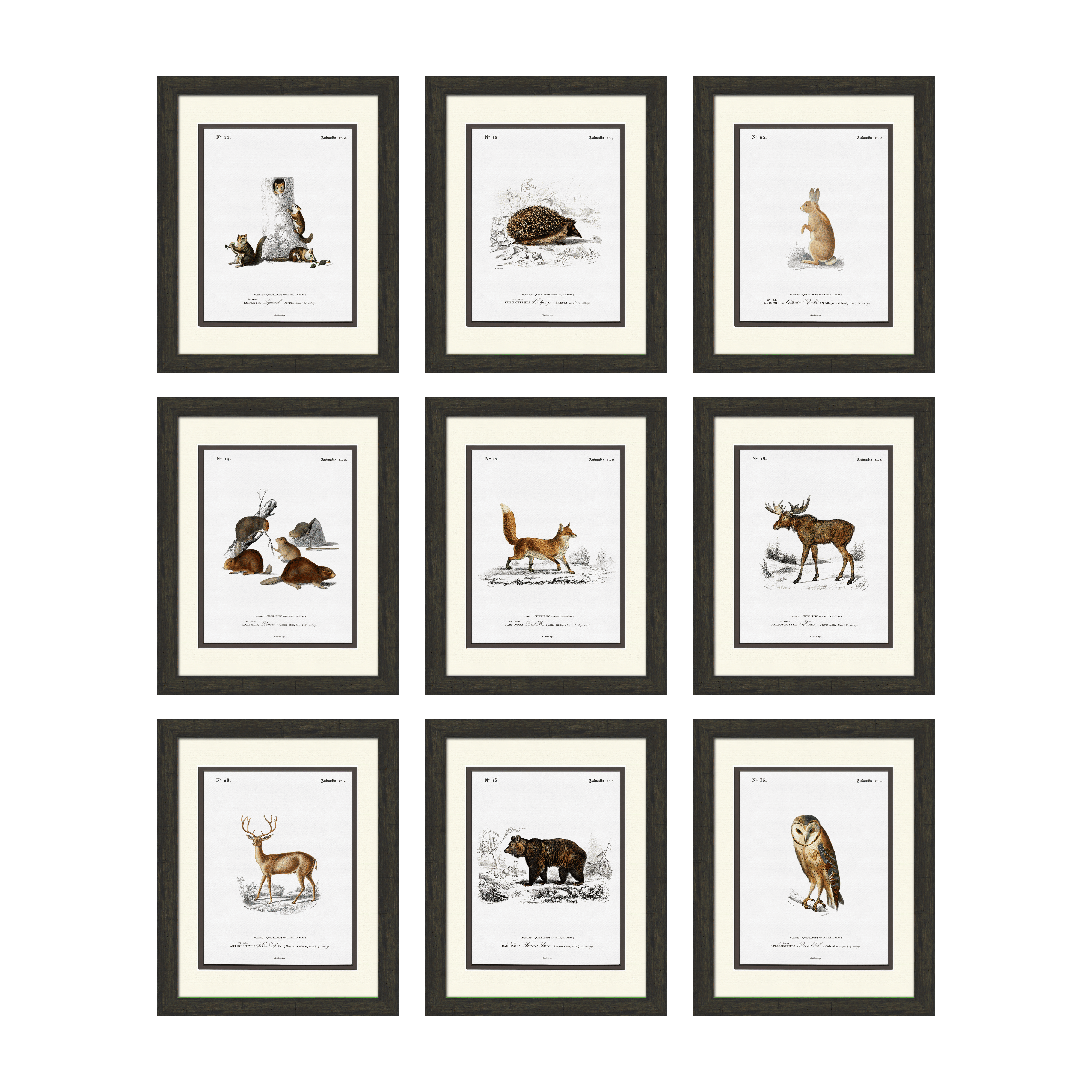 Woodland Illustrations - Set of 9