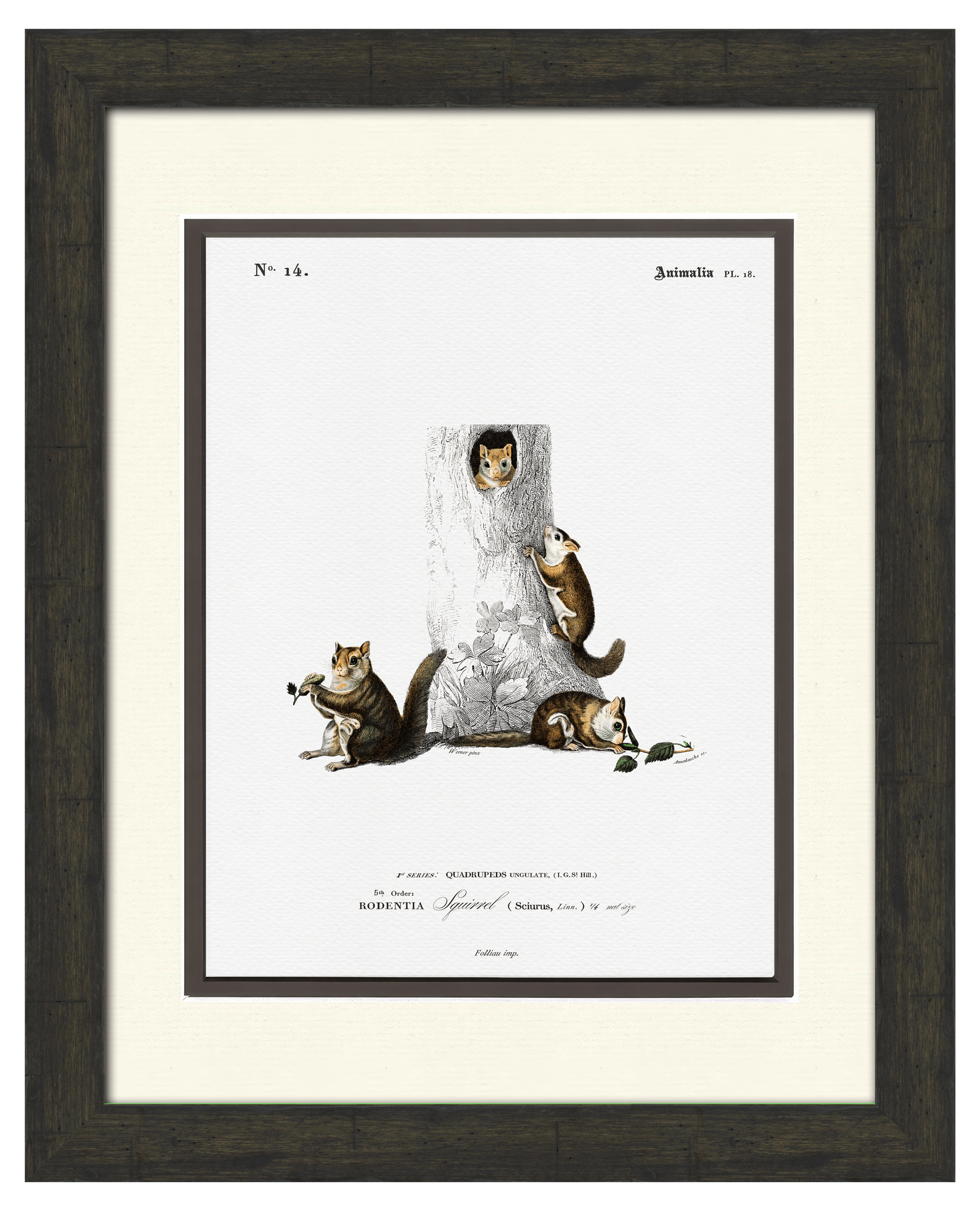 Woodland Illustrations - Squirrels