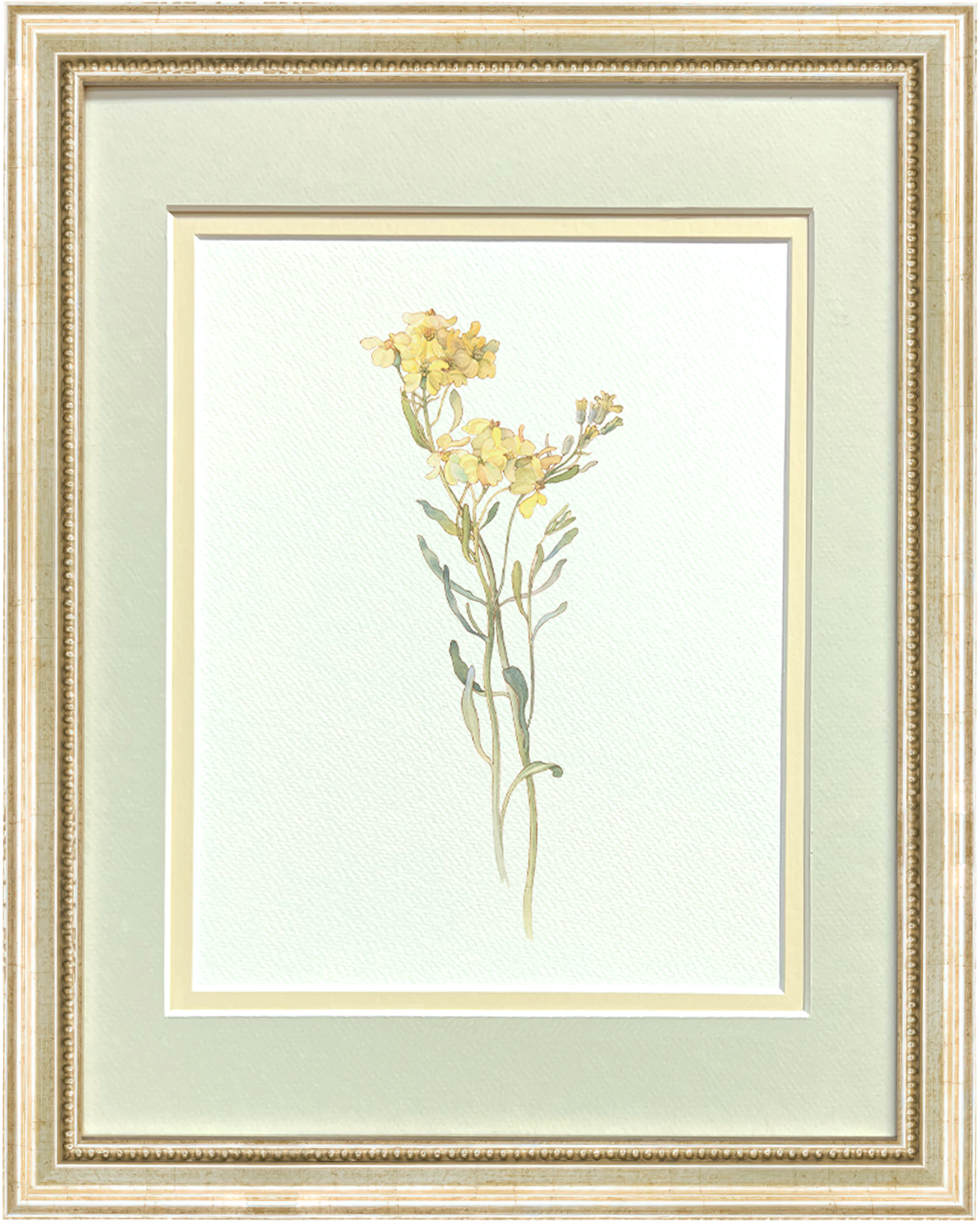 Watercolor Botanical Illustrations - Yellow American Wildflower