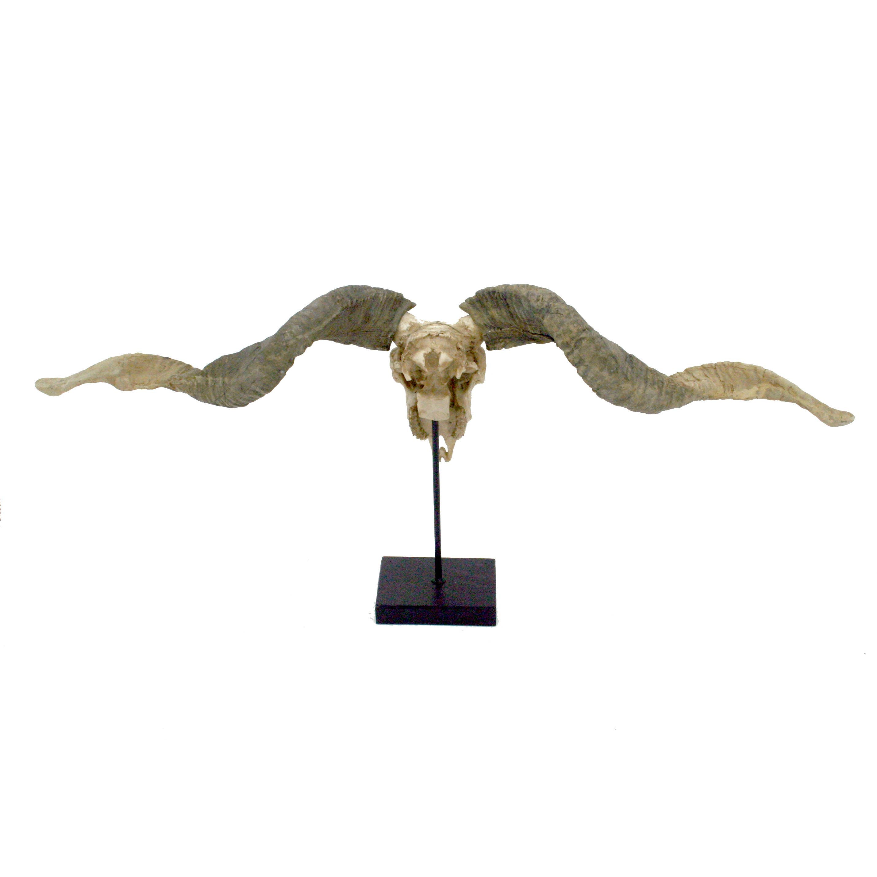 Racka Sheep Skull Trophy