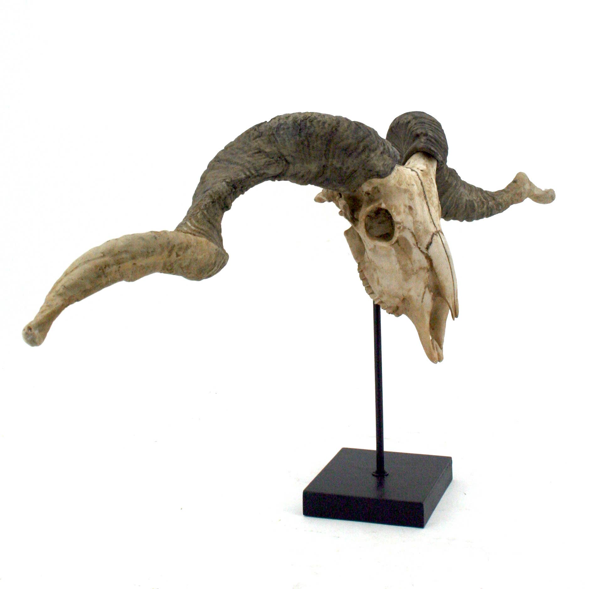 Racka Sheep Skull Trophy