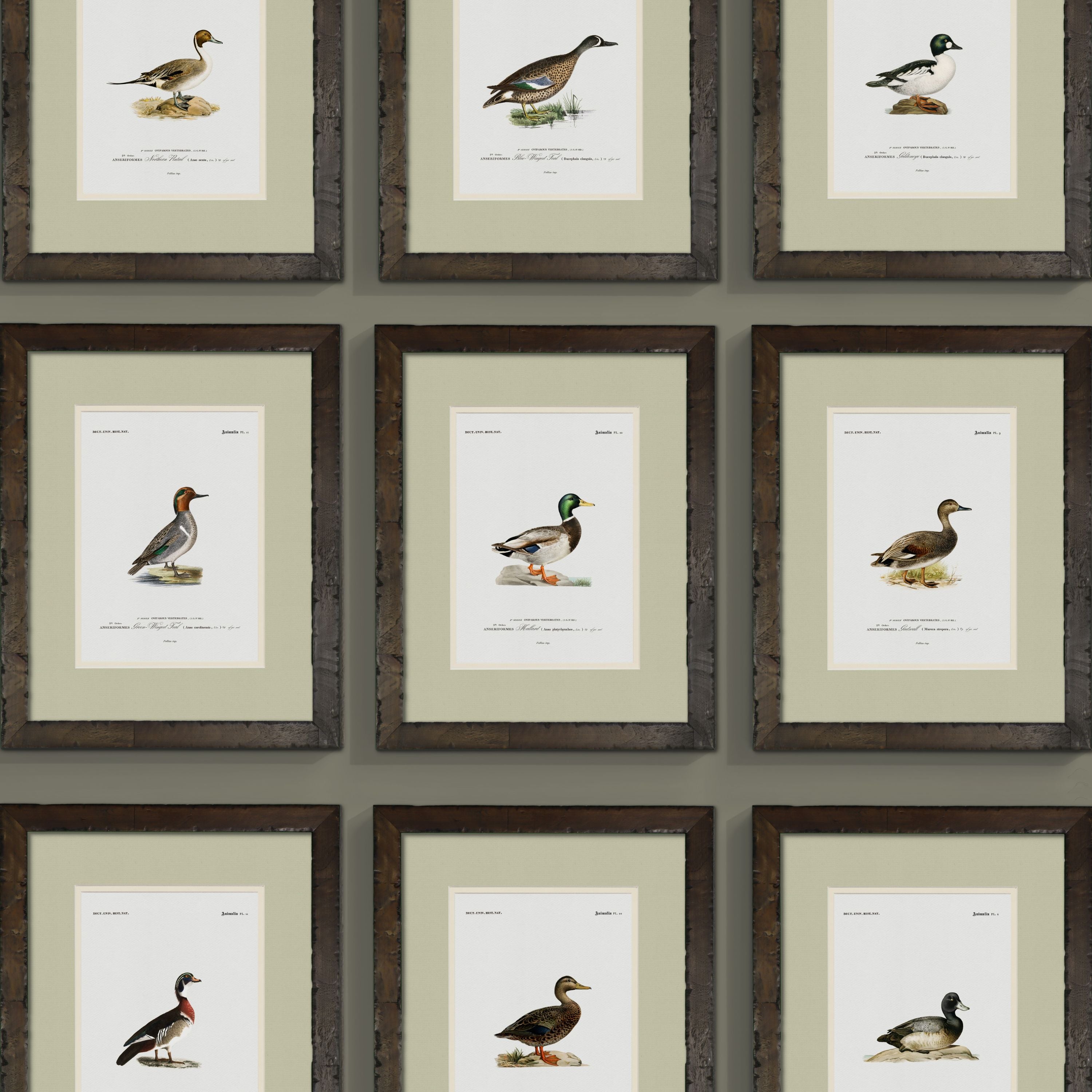 Vintage Duck Illustrations - Goldeneye
