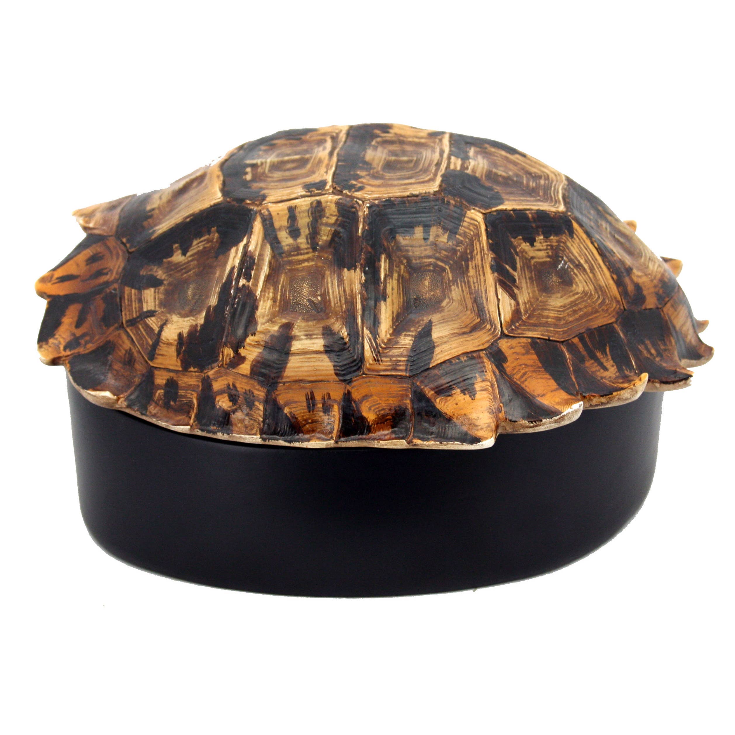 Turtle Shell Box