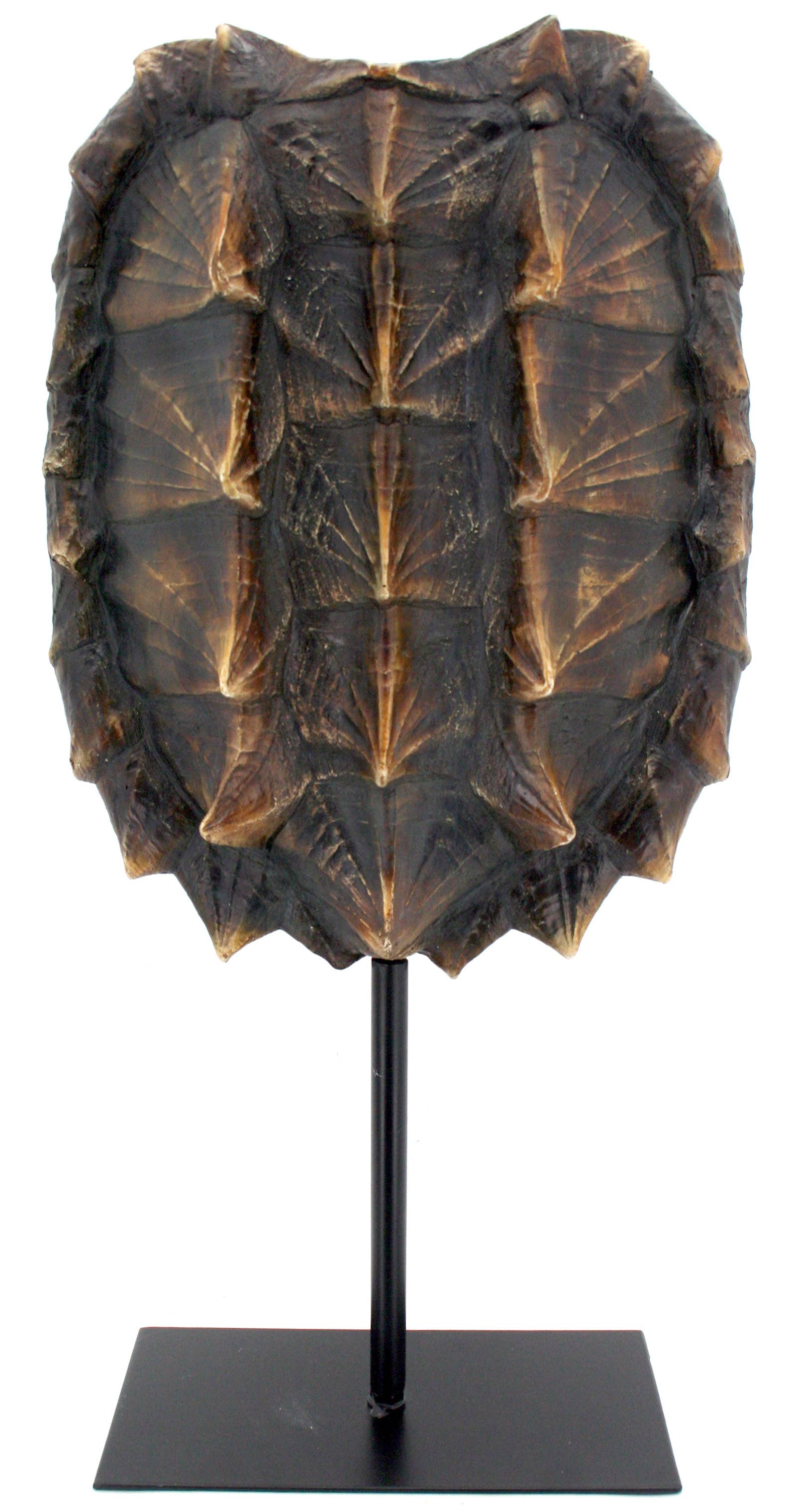 Snapping Turtle Shell Trophy