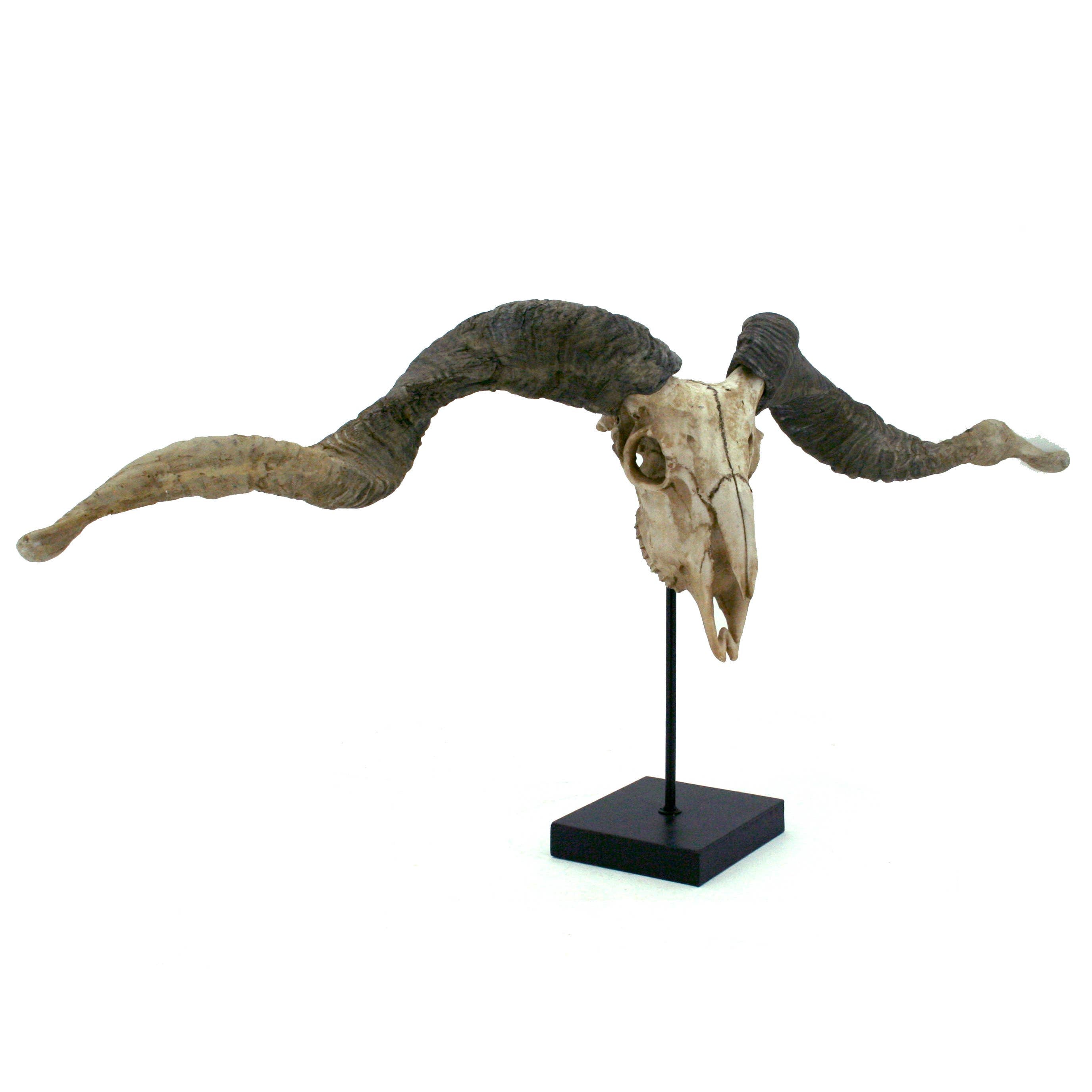 Racka Sheep Skull Trophy