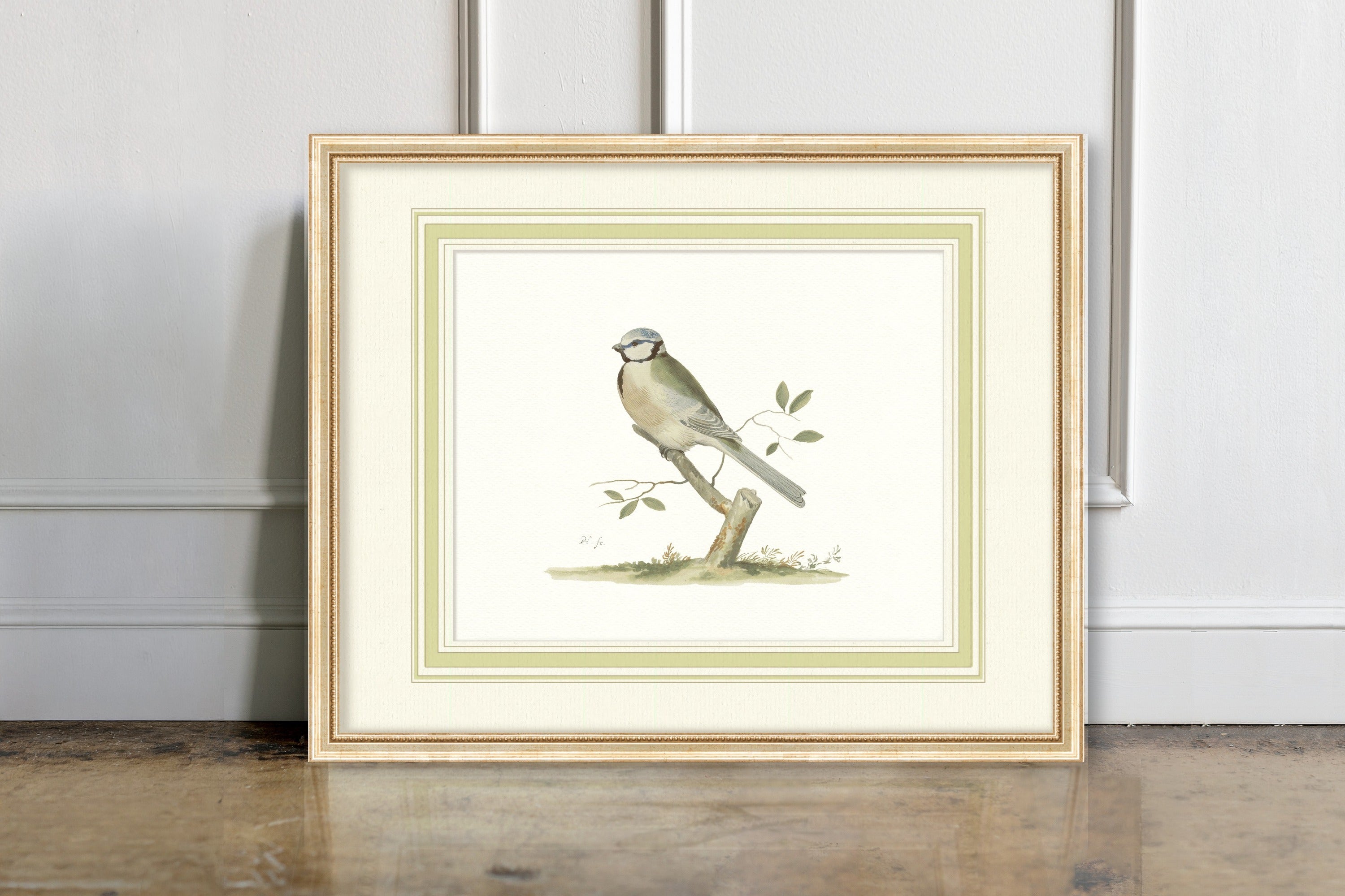 Aviary - Blue Tit