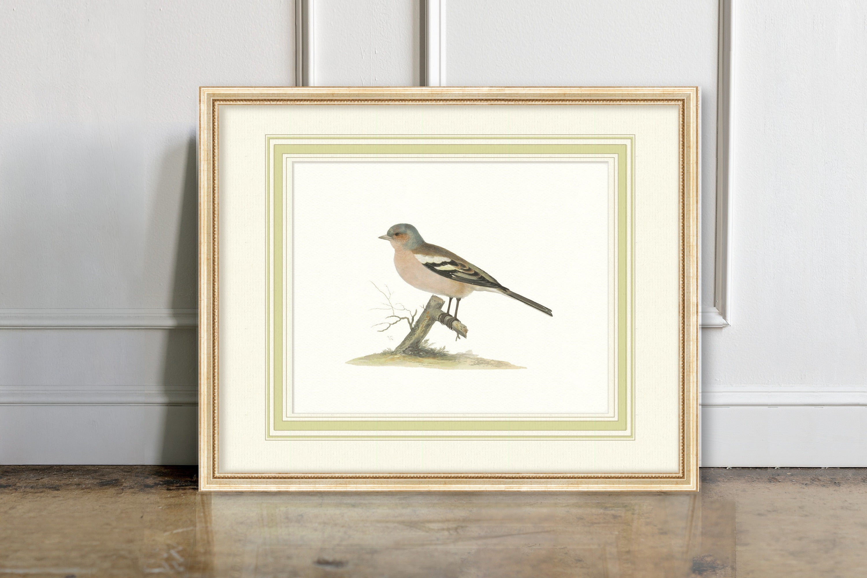 Aviary - Chaffinch