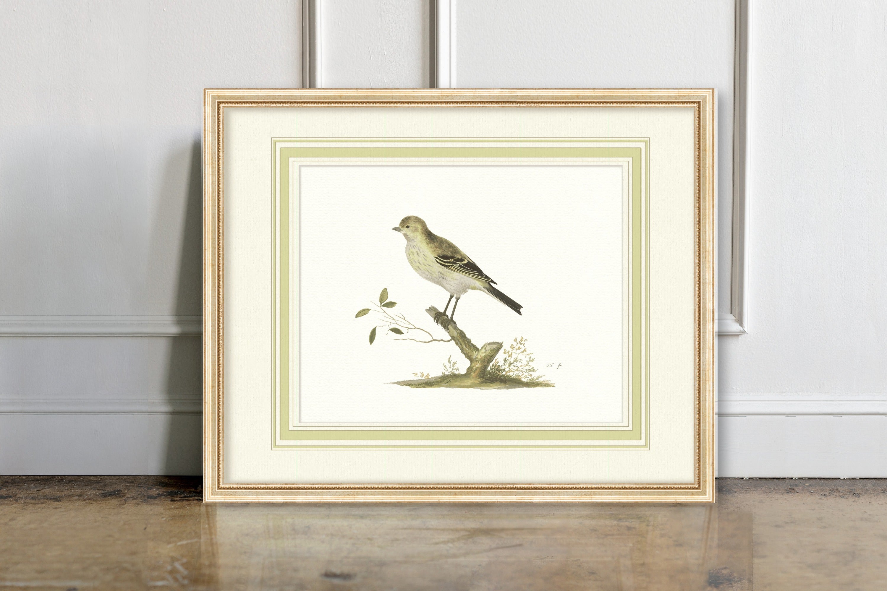 Aviary - Siskin