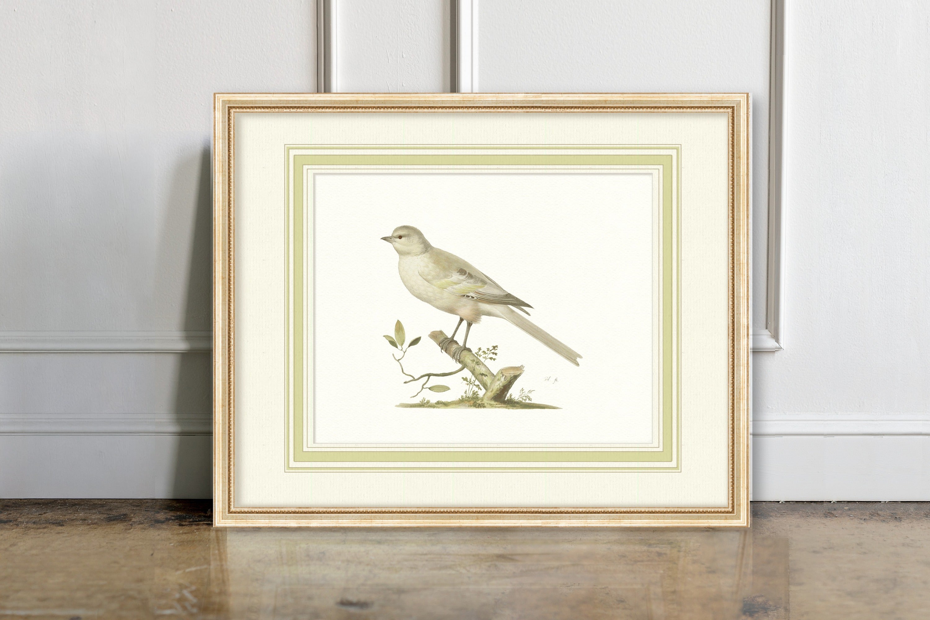 Aviary - Snowbunting