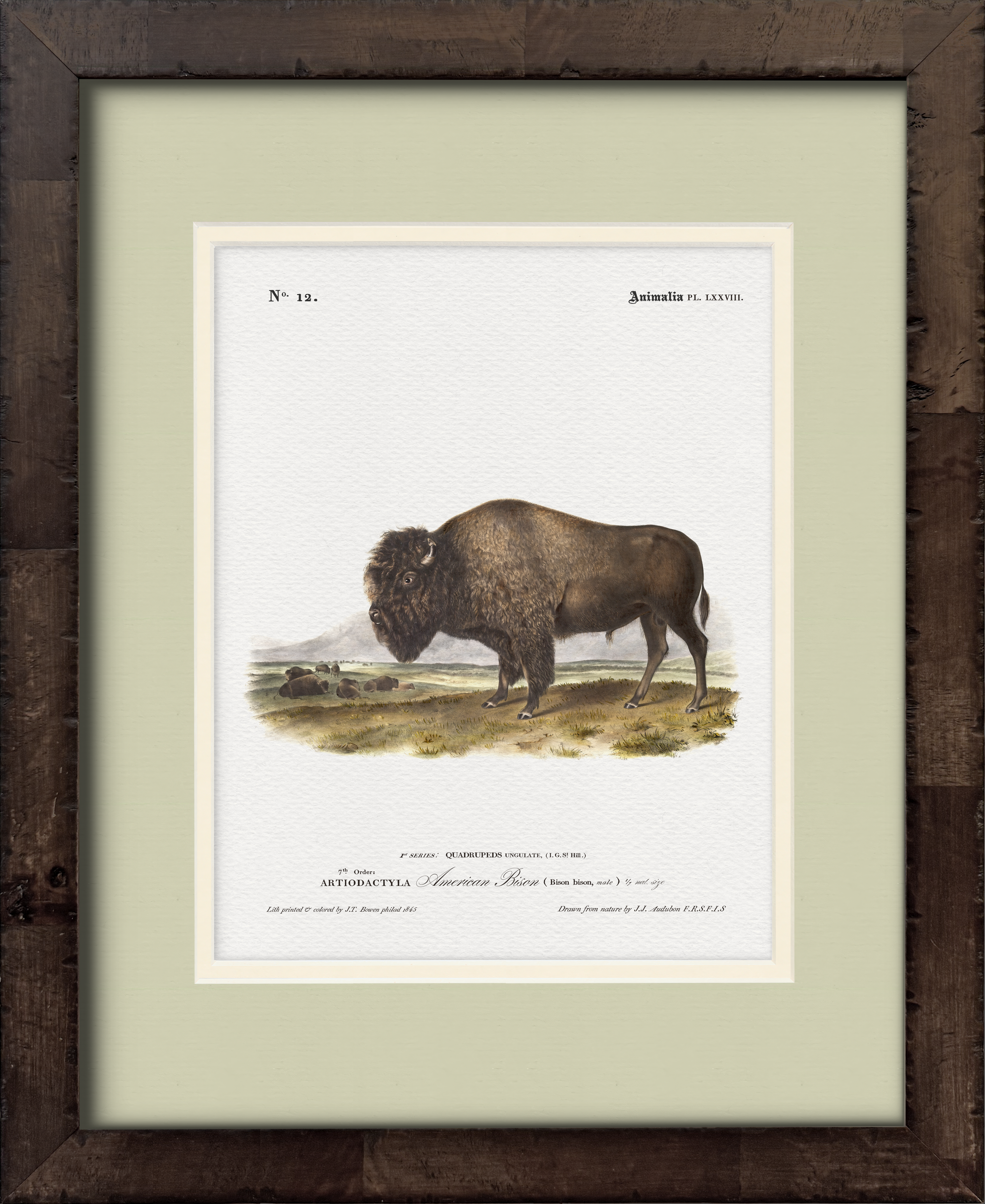 American Bison — 19th-century North American big game illustration art print
