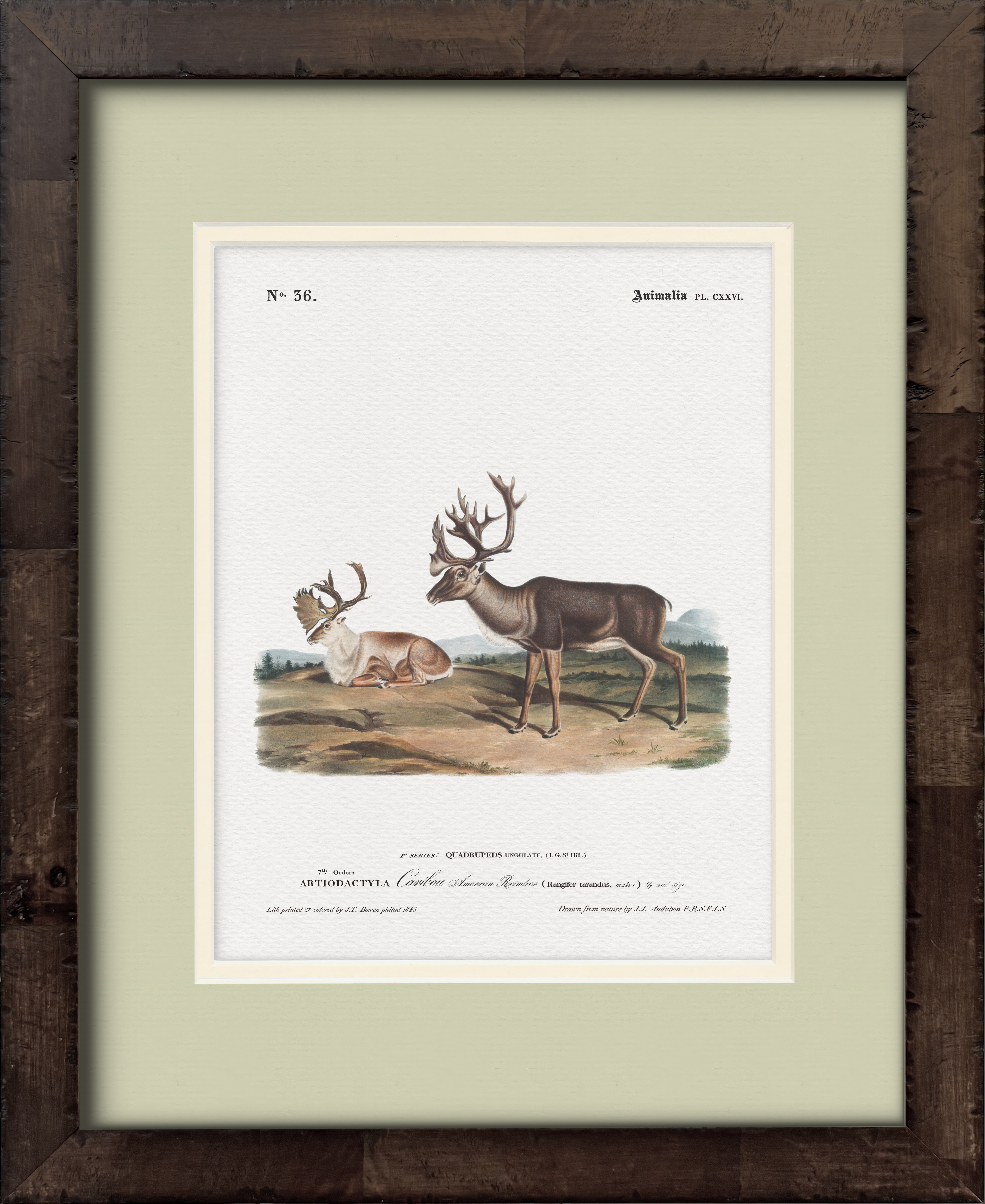 Caribou — 19th-century North American big game illustration art print